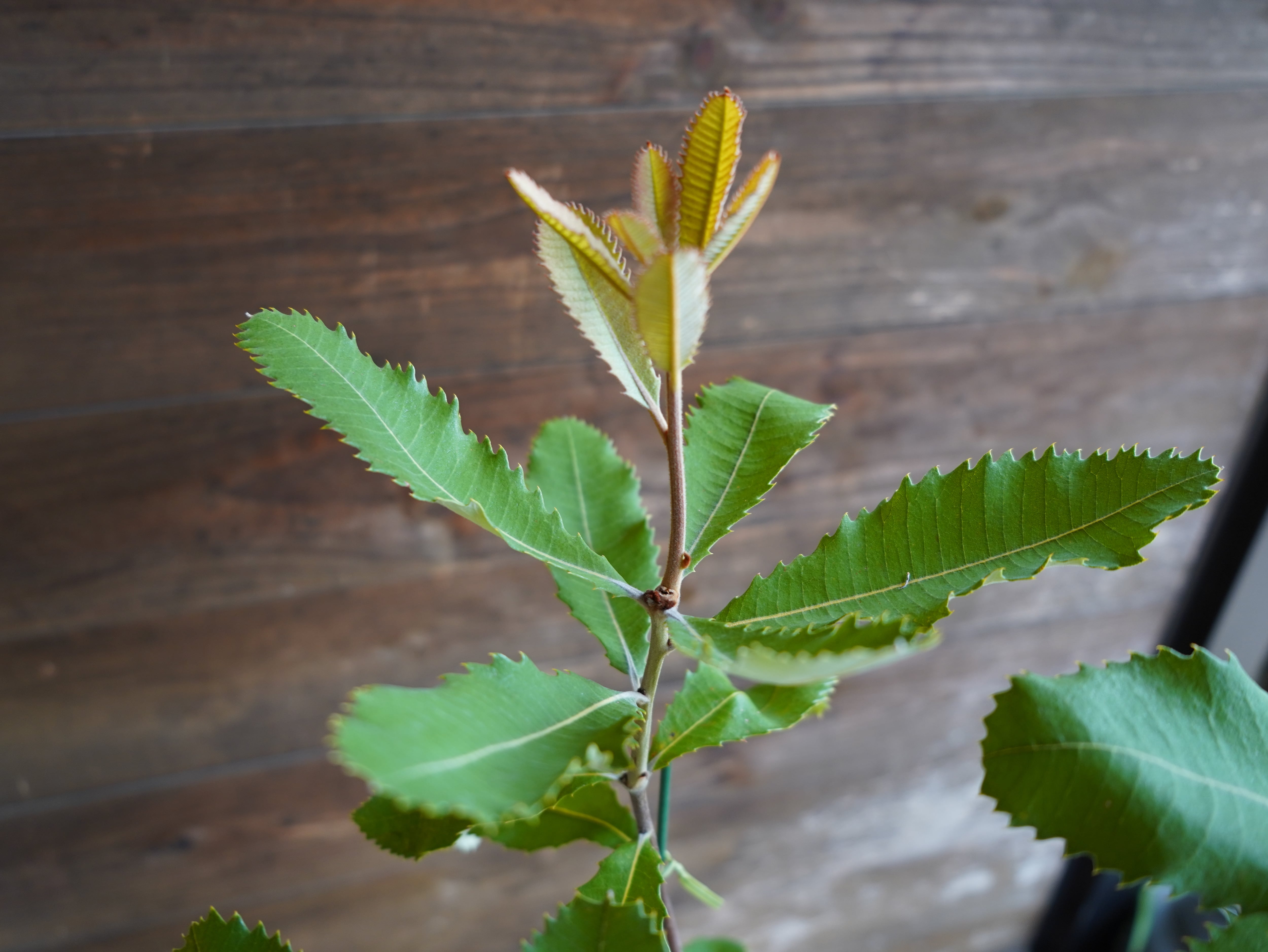 【現物】バンクシア　”ロブル”（スワンプバンクシア）　B