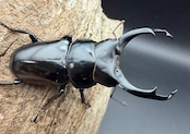 【WD】《ネパレンシス ssp. メトク産 69.5mm ♂♀♀トリオA’品》