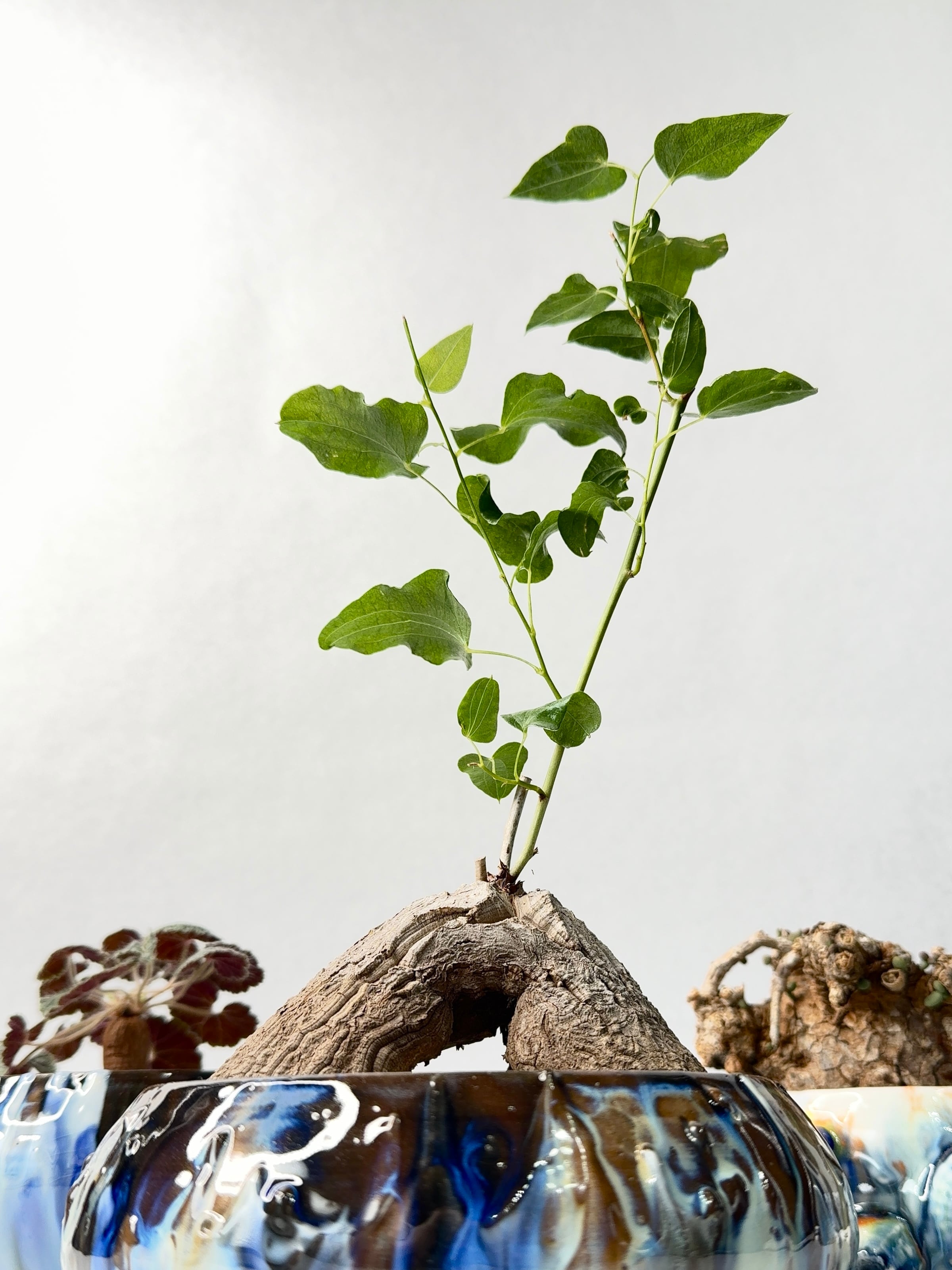 ケラリア・ピグマエア | trigger