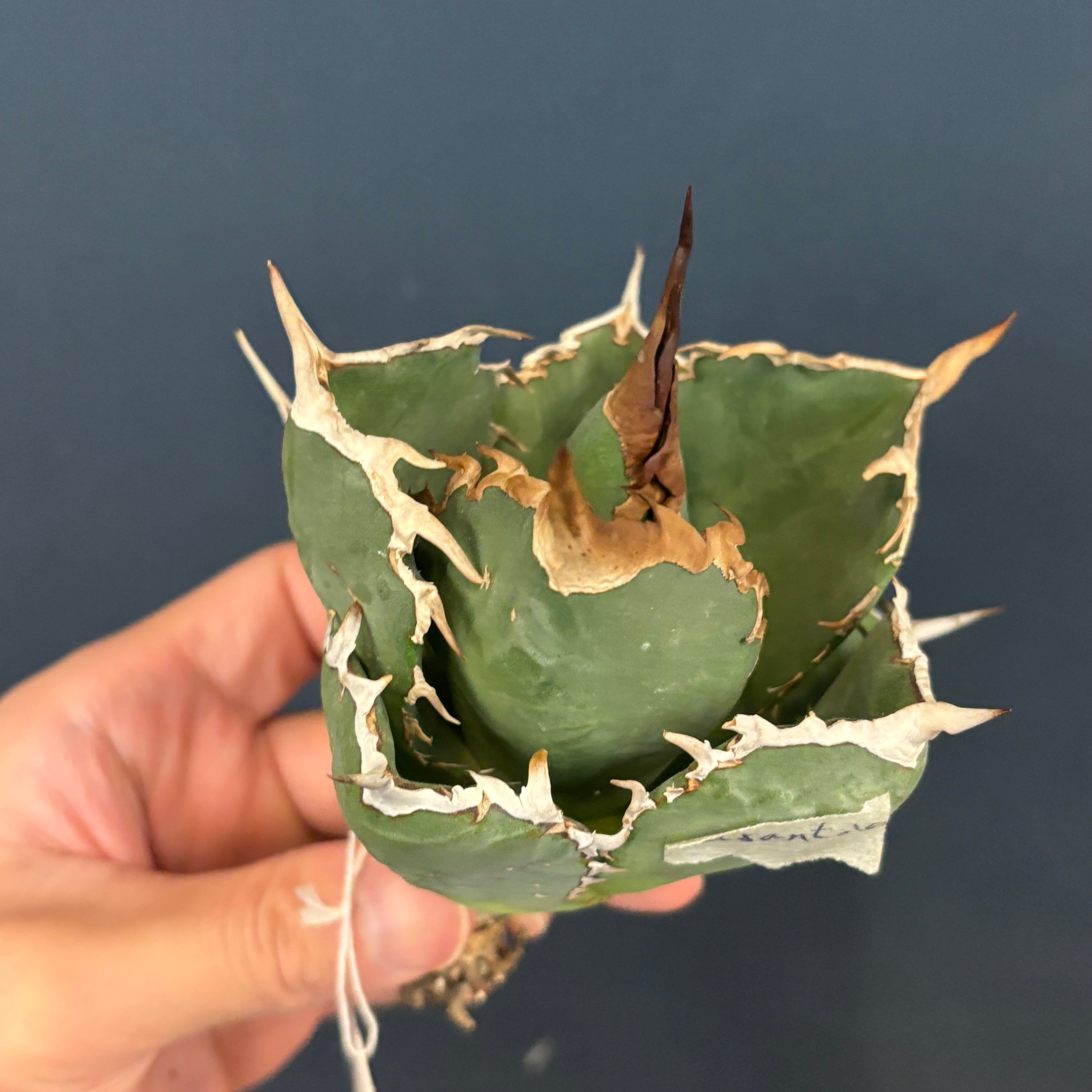 大幅値下げ！　アガベ チタノタ　タランチュラ　Tarantula イラン株 2026年最新】タランチュラ アガベの人気アイテム - メルカリ