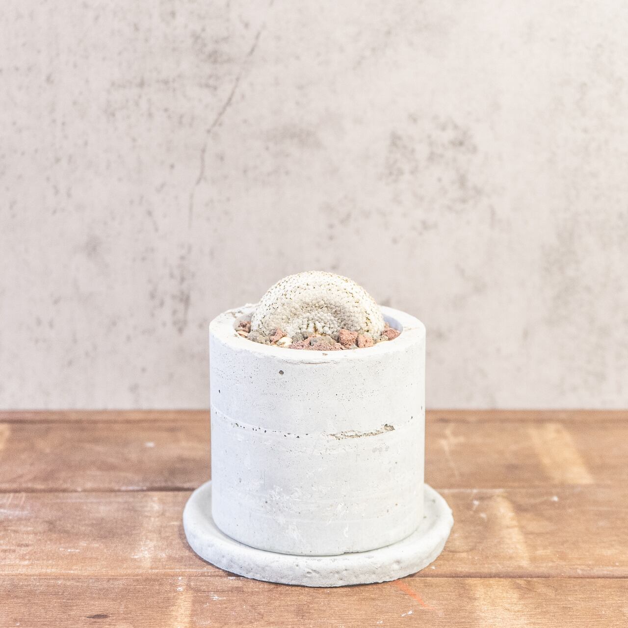 バラ丸・綴化｜じゅうたんのような表面質感を楽しめるコレクション株【オリジナルモルタル鉢仕立て】