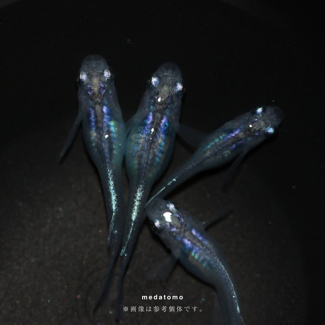 Shizuku - しずくメダカ若魚 1ペア