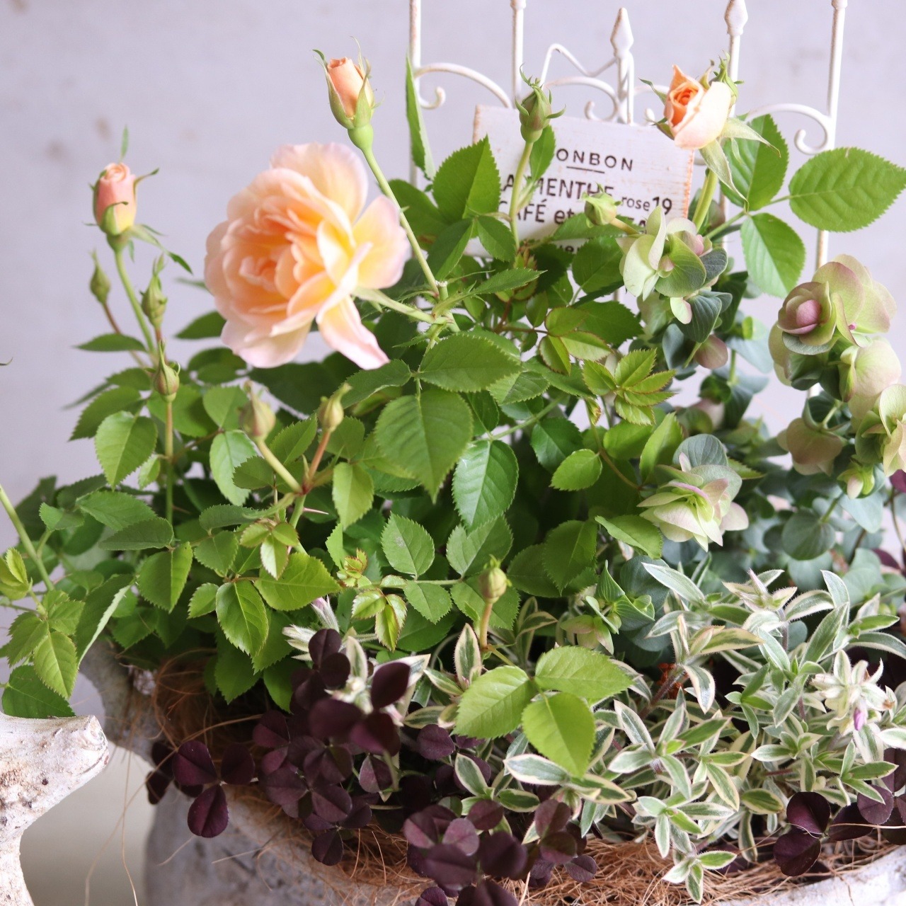 mondimanche 寄せ植え　ミニバラプリズムとシャビーポット｜届いてすぐ玄関に飾れる 　プレゼントにもオススメ　