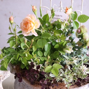 mondimanche 寄せ植え　ミニバラプリズムとシャビーポット｜届いてすぐ玄関に飾れる 　プレゼントにもオススメ　