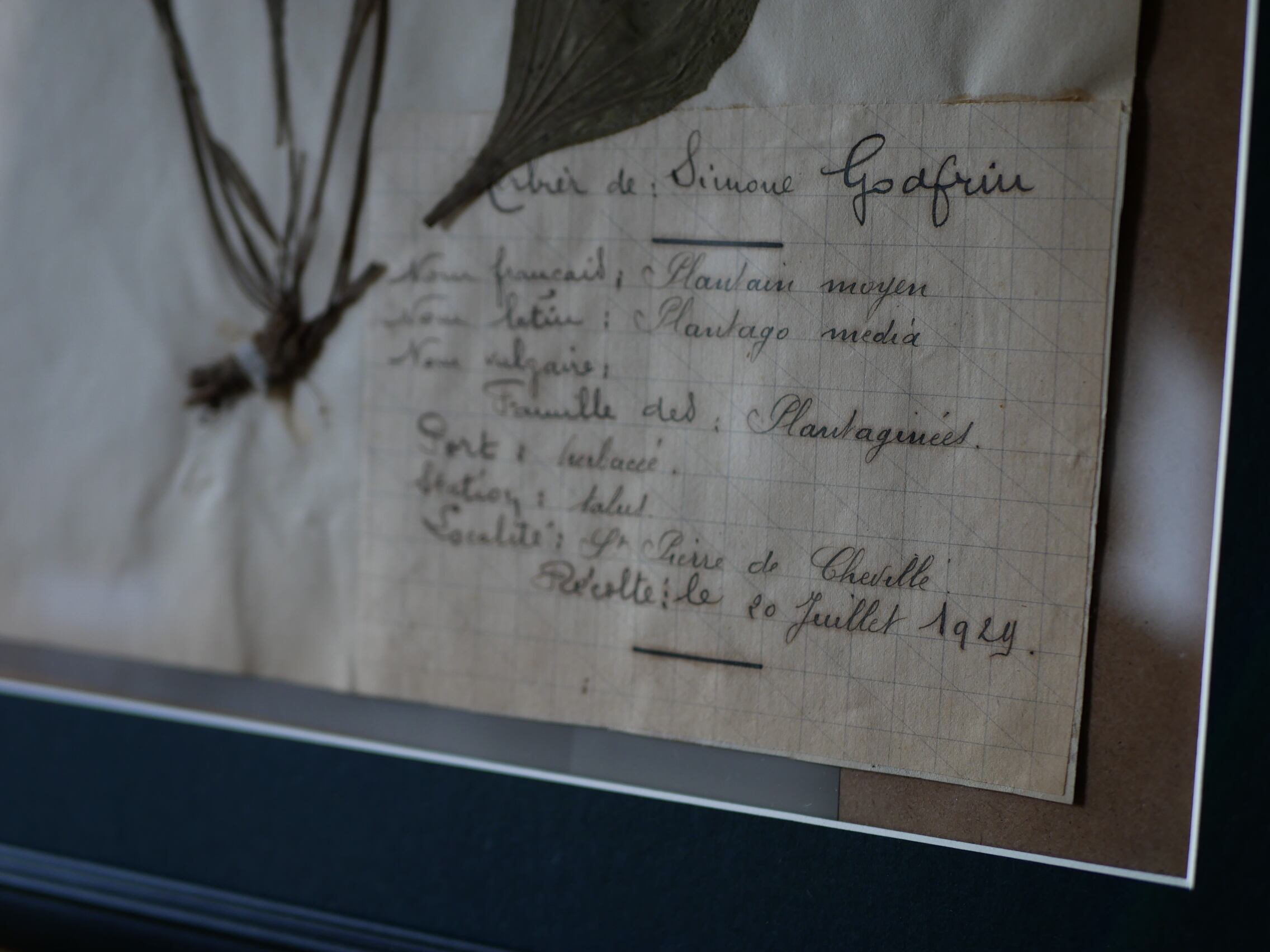 植物標本 フランスアンティーク no.6 | フランス アンティーク mamantique