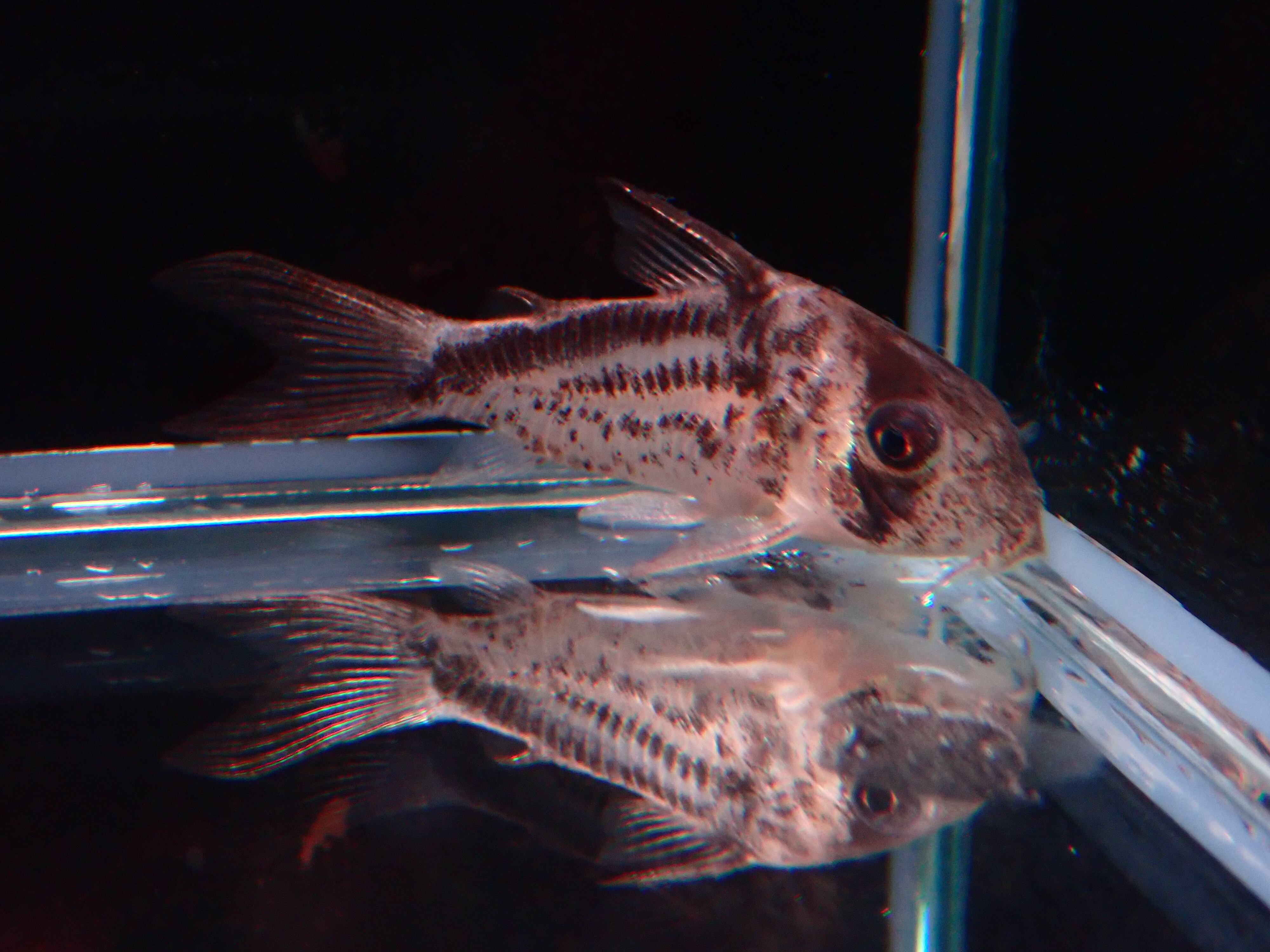 コリドラス ロクソゾヌス