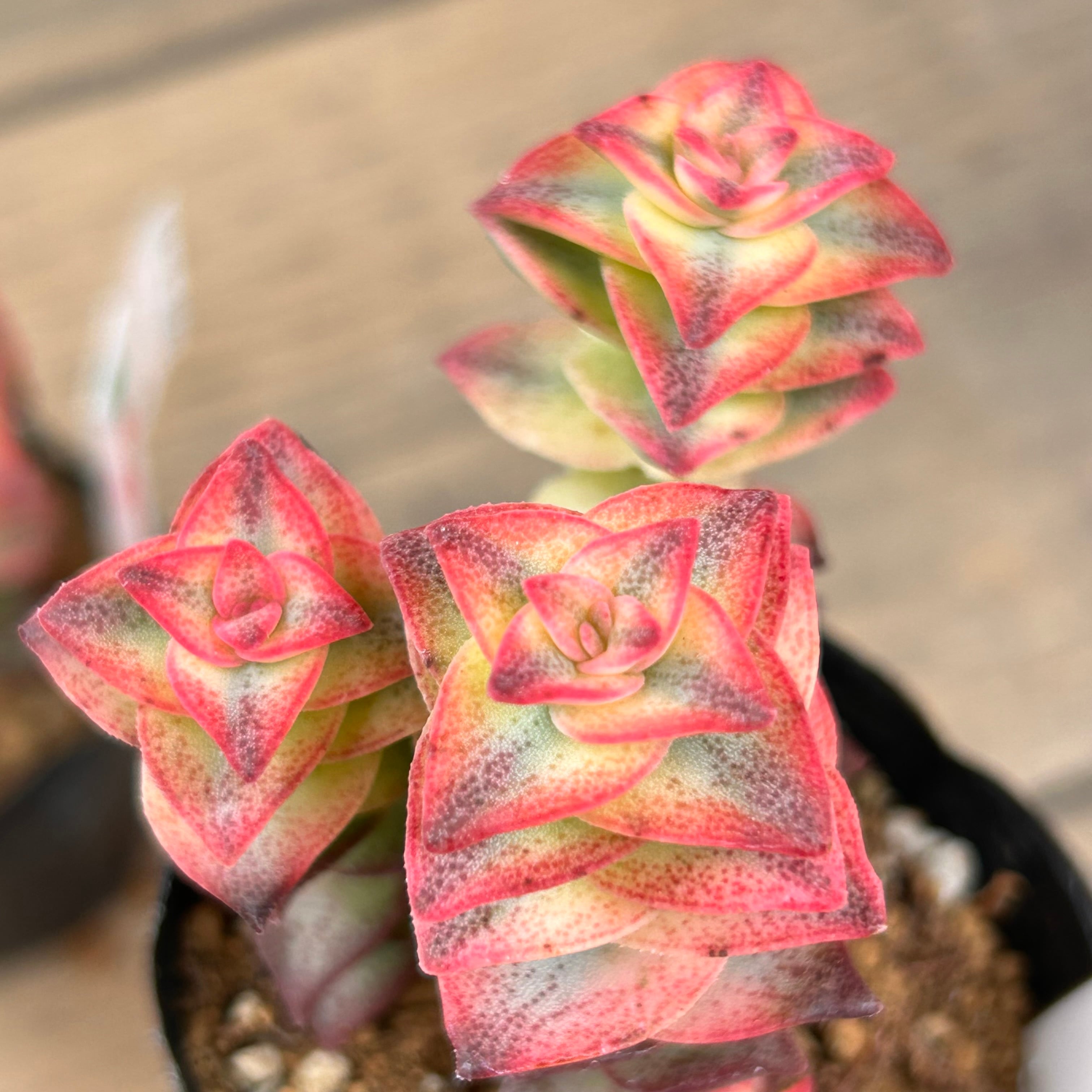 南十字星 | RuPo 多肉植物専門店