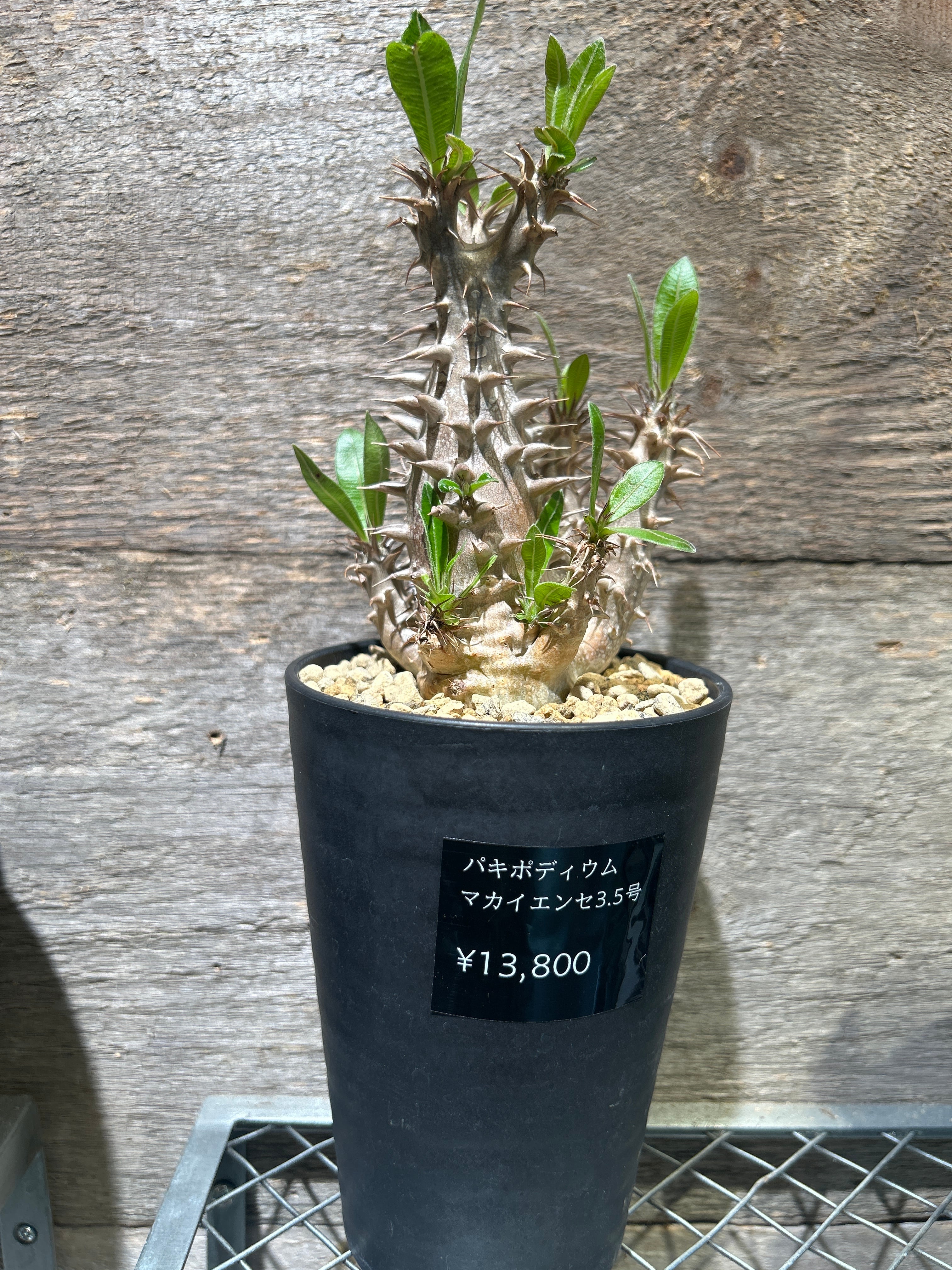 柱サボテン ブランチ2.5号 | 植物との暮らし apricot