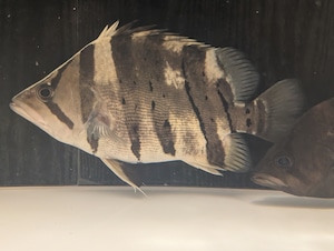 ダトニオプラスワン ±27㎝