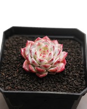 カット苗 アイススピリット Echeveria 'Ice Spirit'