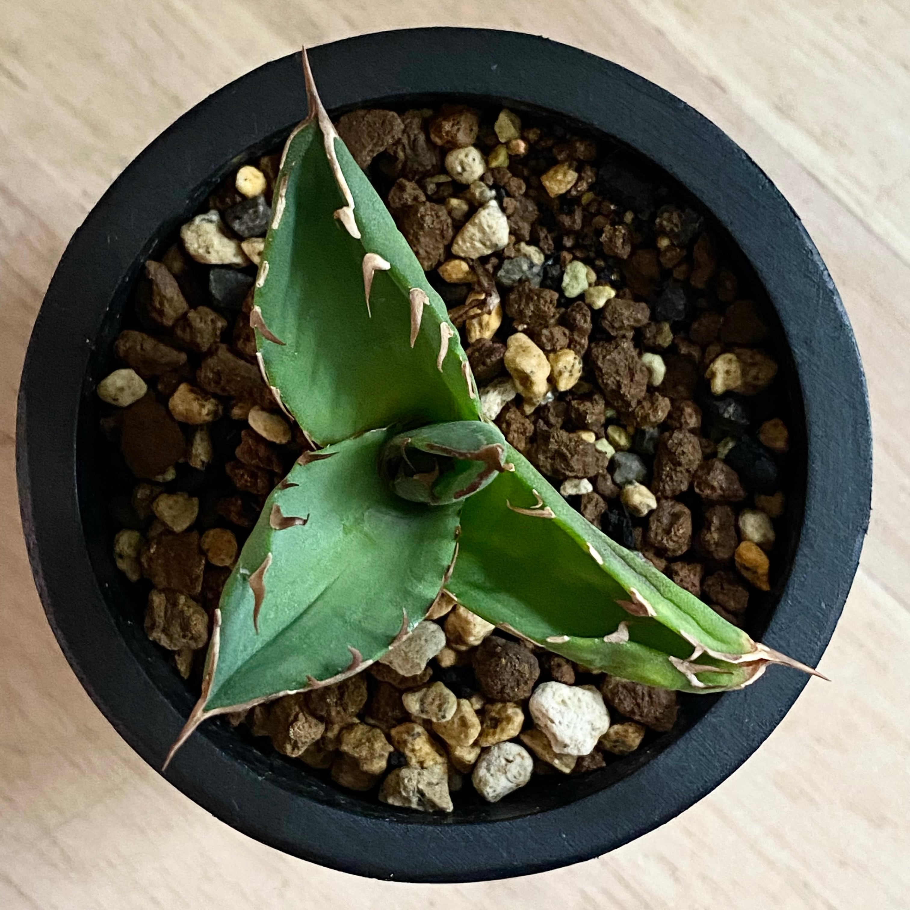 agave titanota fo 076 子株/アガベ チタノタ fo 076 子株【観葉植物