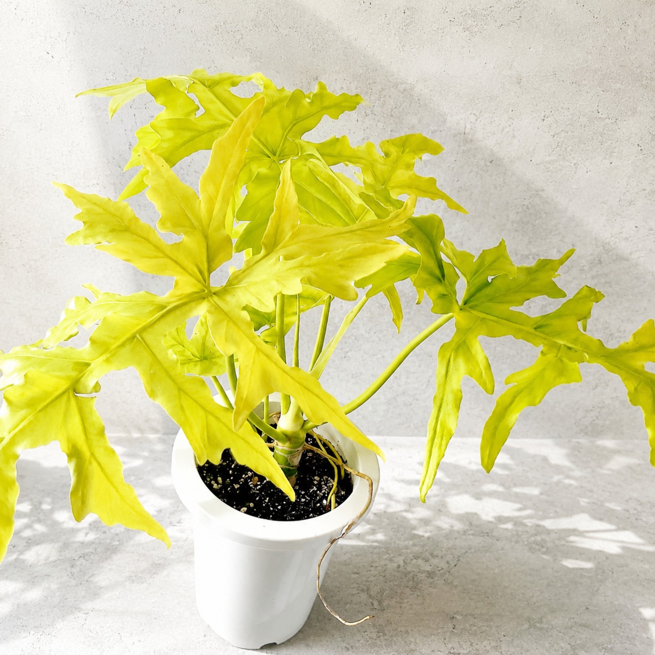 光を纏うリーフ セロームゴールド 観葉植物 calm cafe