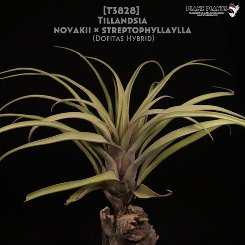 【送料無料】novakii × streptophylla〔エアプランツ〕現品発送T3828