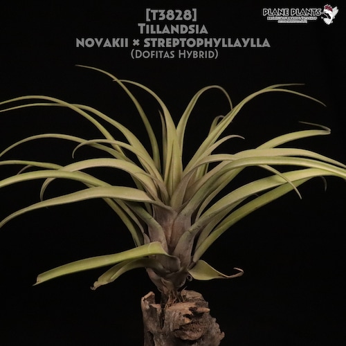 【送料無料】novakii × streptophylla〔エアプランツ〕現品発送T3828