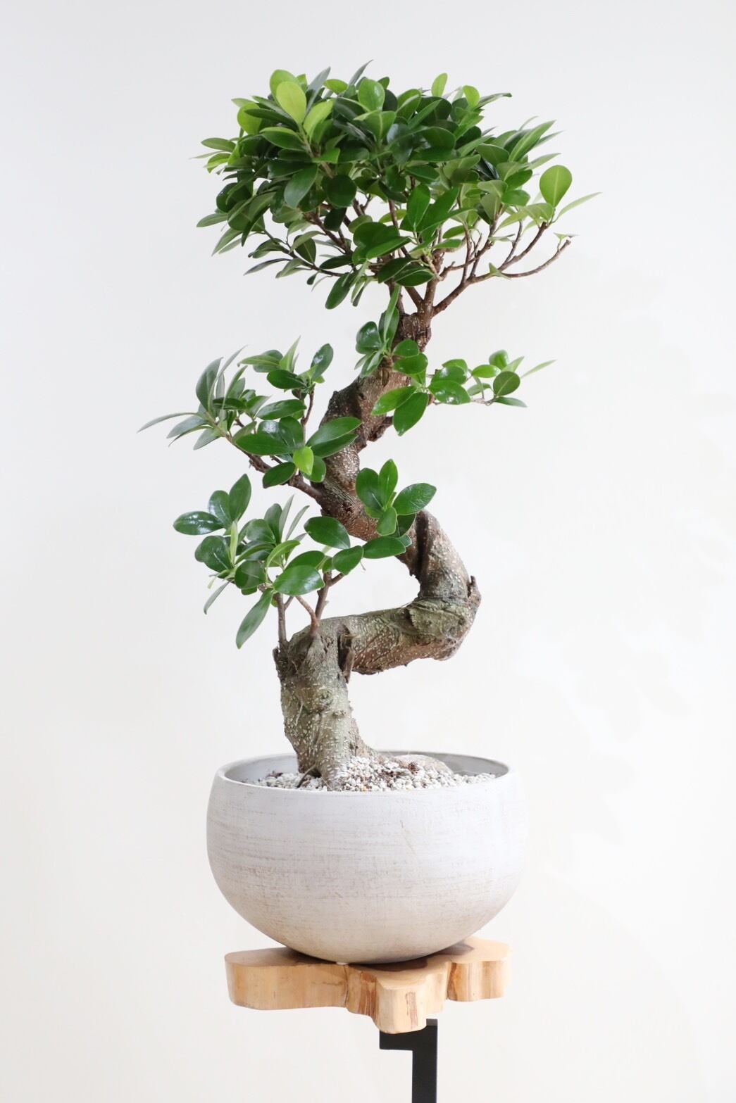 M(置きやすい＆存在感を出したい) | 【厳選植物・器】MIDORI DOUMEI 翠