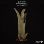 【送料無料】Hohenbergia sp. EB#2023〔ホヘンベルギア〕現品発送H0109