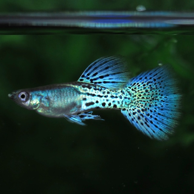 メタルシルバーブルーレースビッグドーサル　若魚2ペア