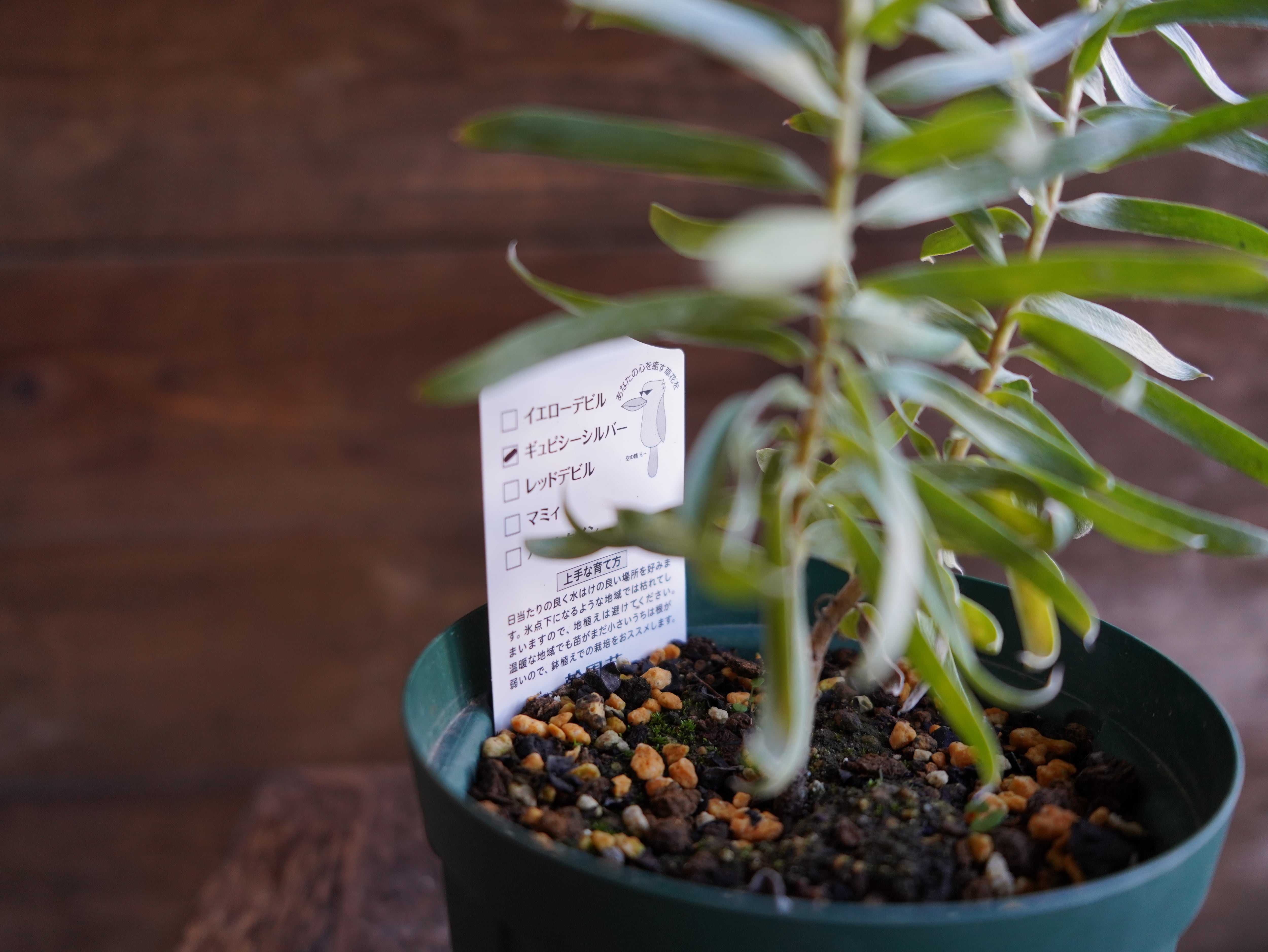 リューカデンドロン　”Gypsy Silver”