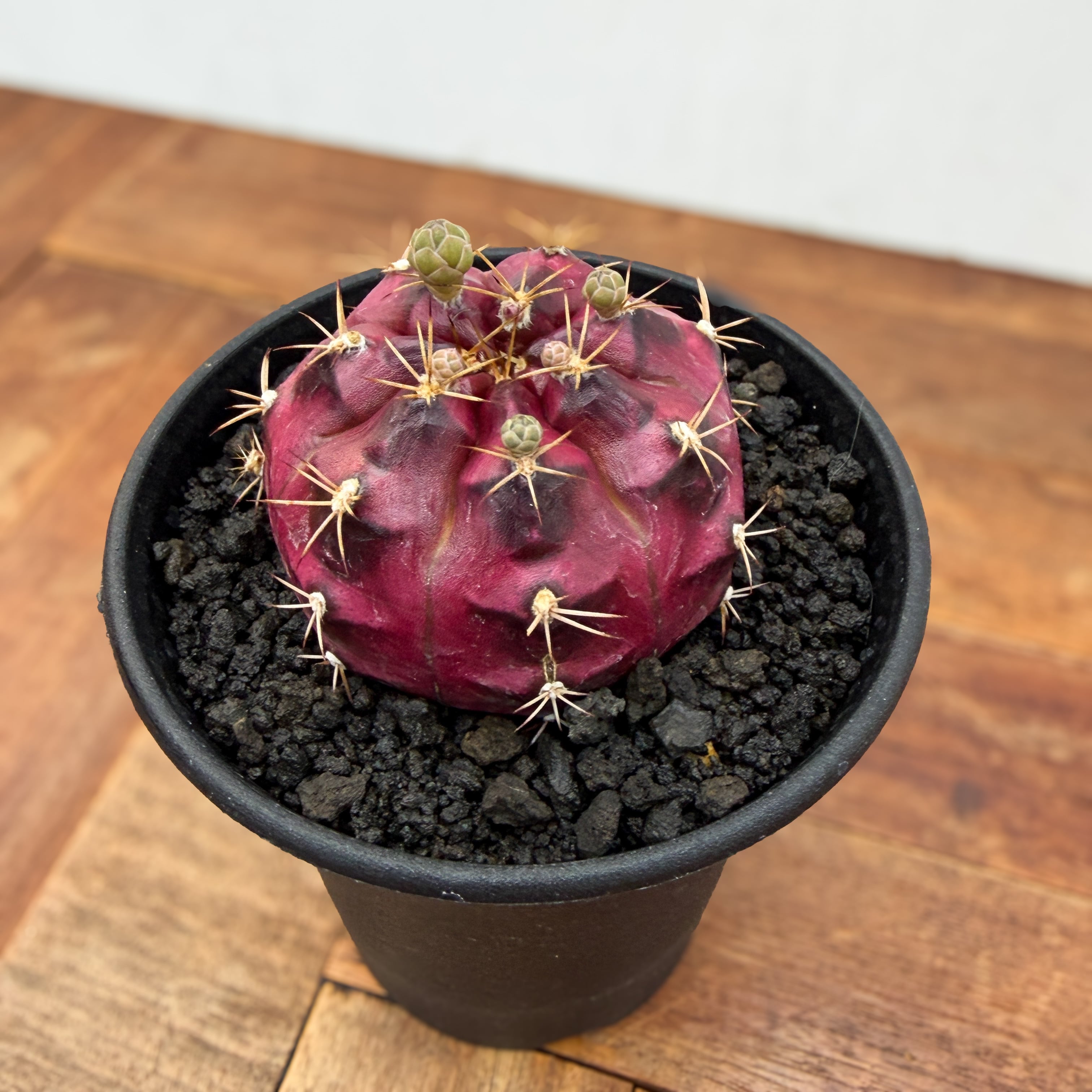 Gymnocalycium daydream【ギムノカリキウム・デイドリーム】 | RIMO'S