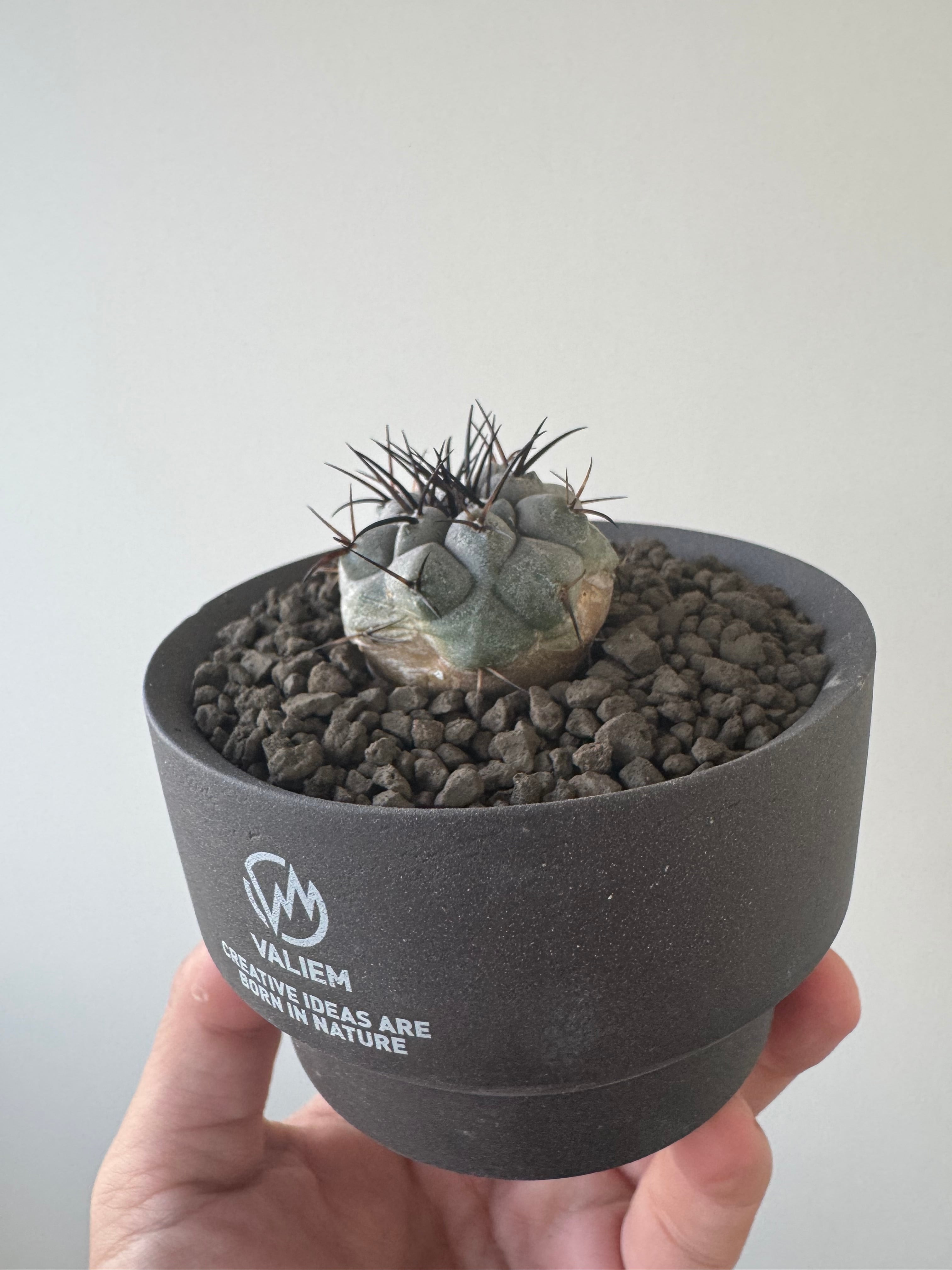 新着】Copiapoa cinerea × VALIEM GHOST【俺の黒王丸】コピアポア