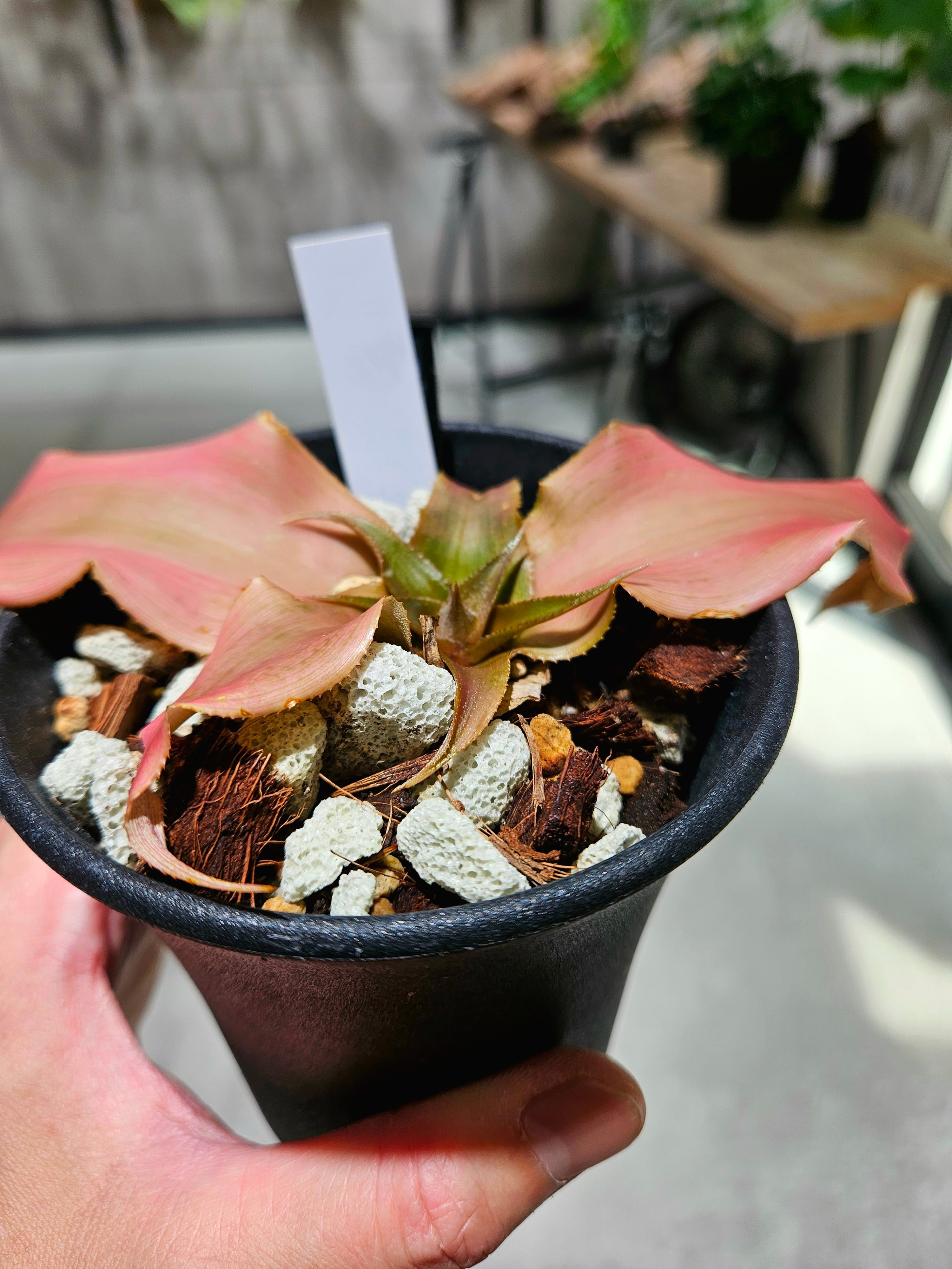 Cryptanthus Gypsy Rose 【artPLANTs/PLANTS GARAGE】 クリプタンサス