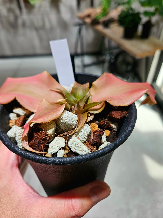 Cryptanthus Gypsy Rose 【artPLANTs/PLANTS GARAGE】 クリプタンサス/ブロメリア