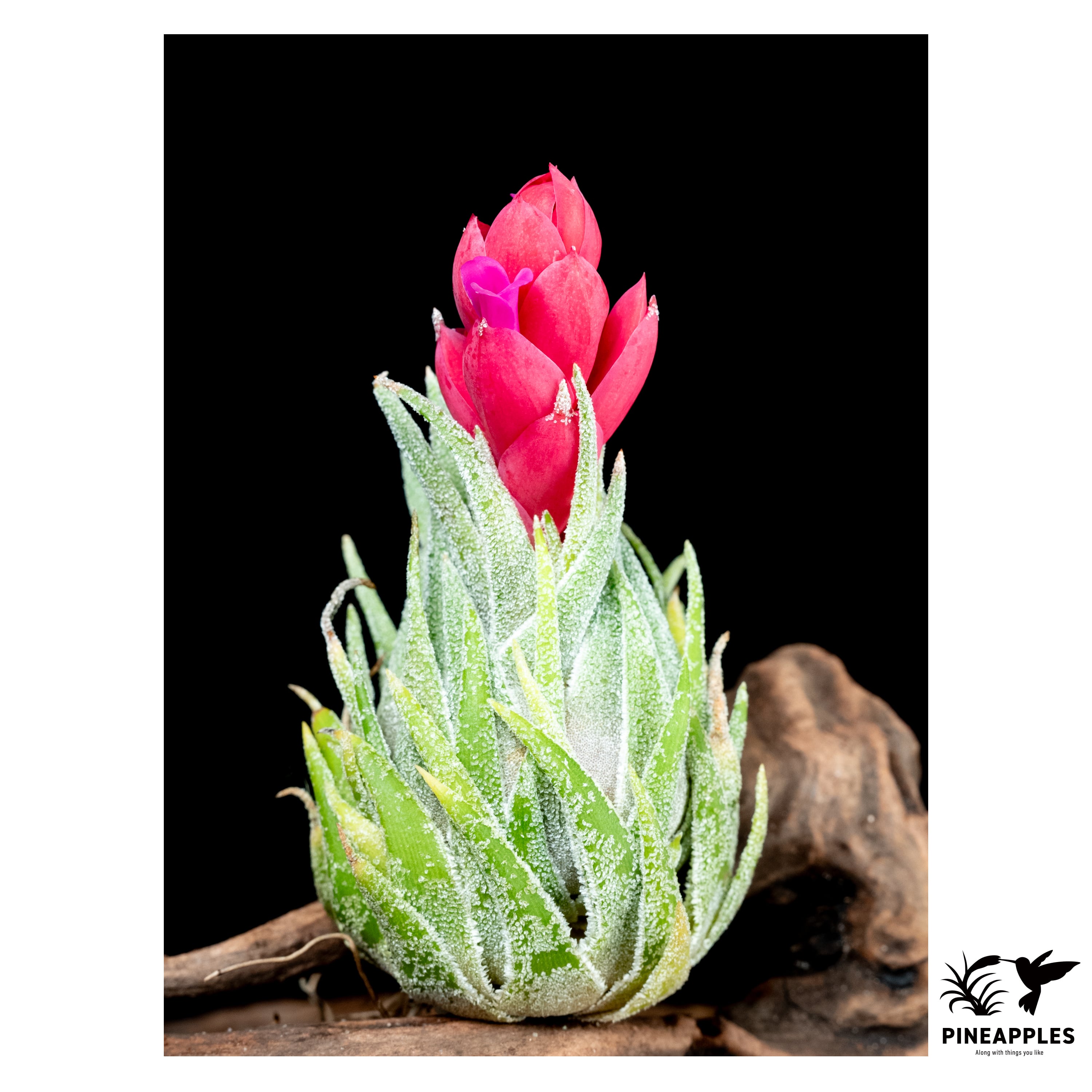 Tillandsia sprengeliana (HR6138) | PINEAPPLES
