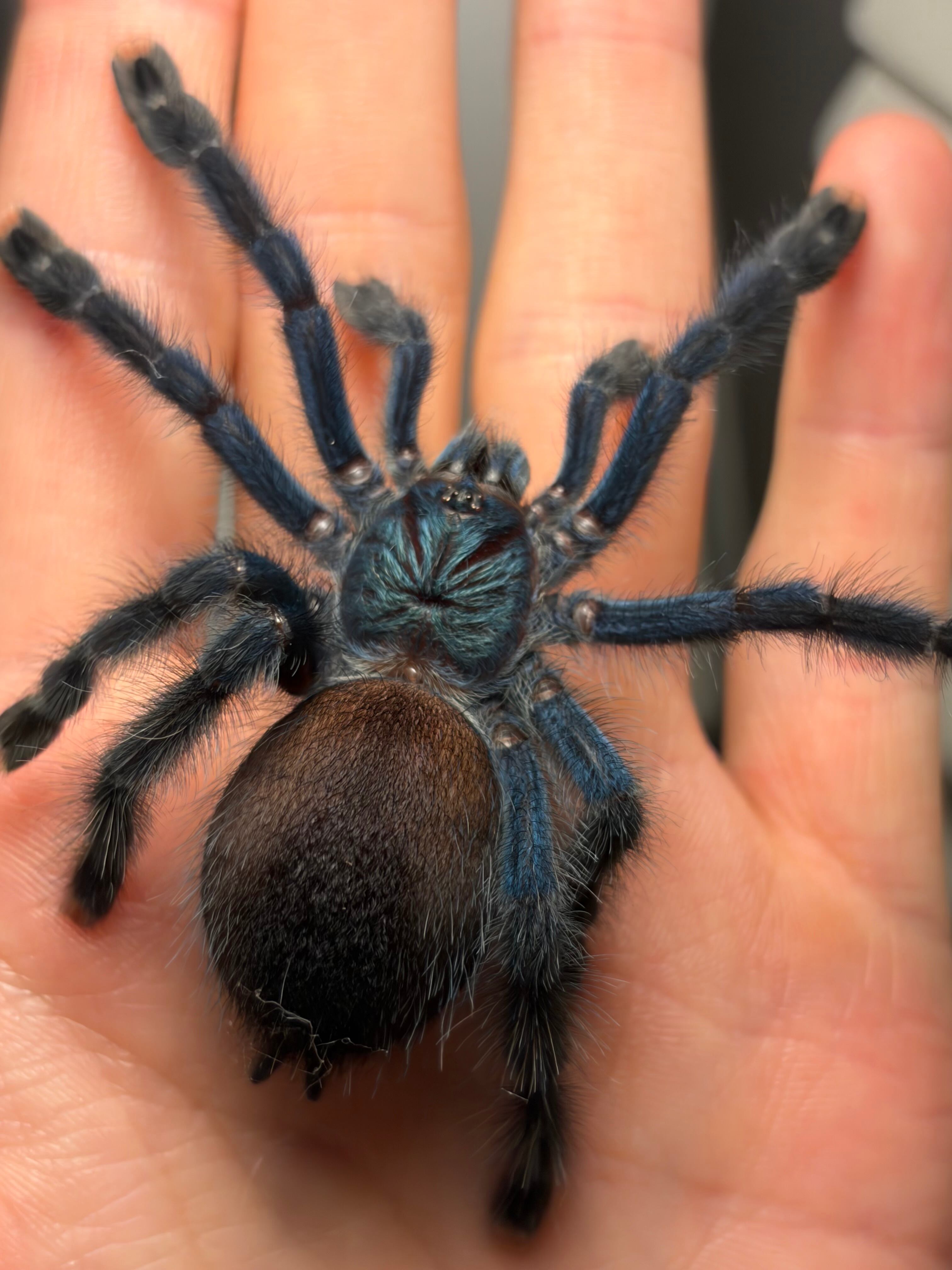 多分♀】ブラジリアンブルーピンクトゥタランチュラ ツリースパイダー