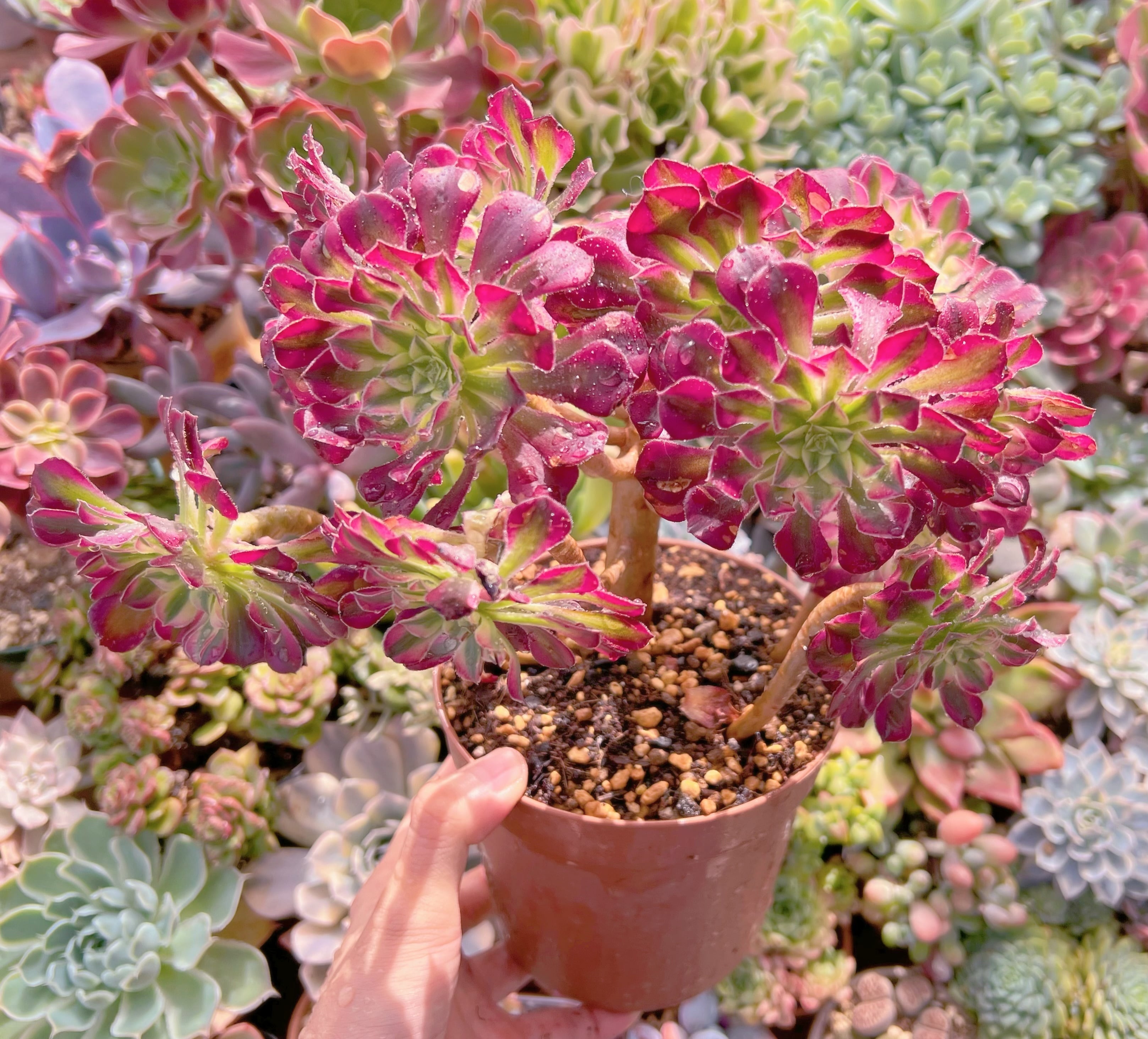 現品　ブラックチェリー#764　大群生　るる農園