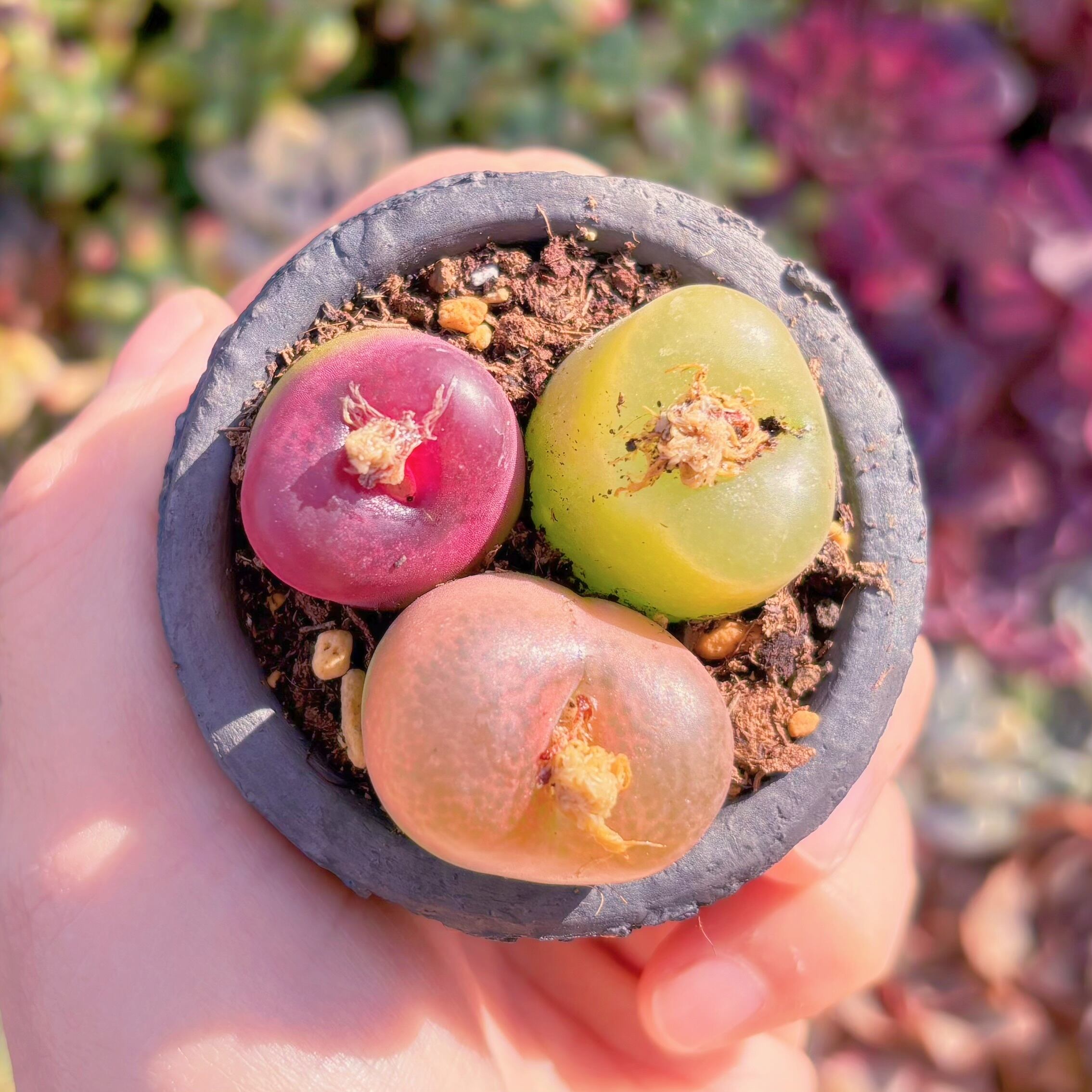 多肉植物 マウガニー(3頭) 新入荷 るる農園 | るる農園~多肉植物専門