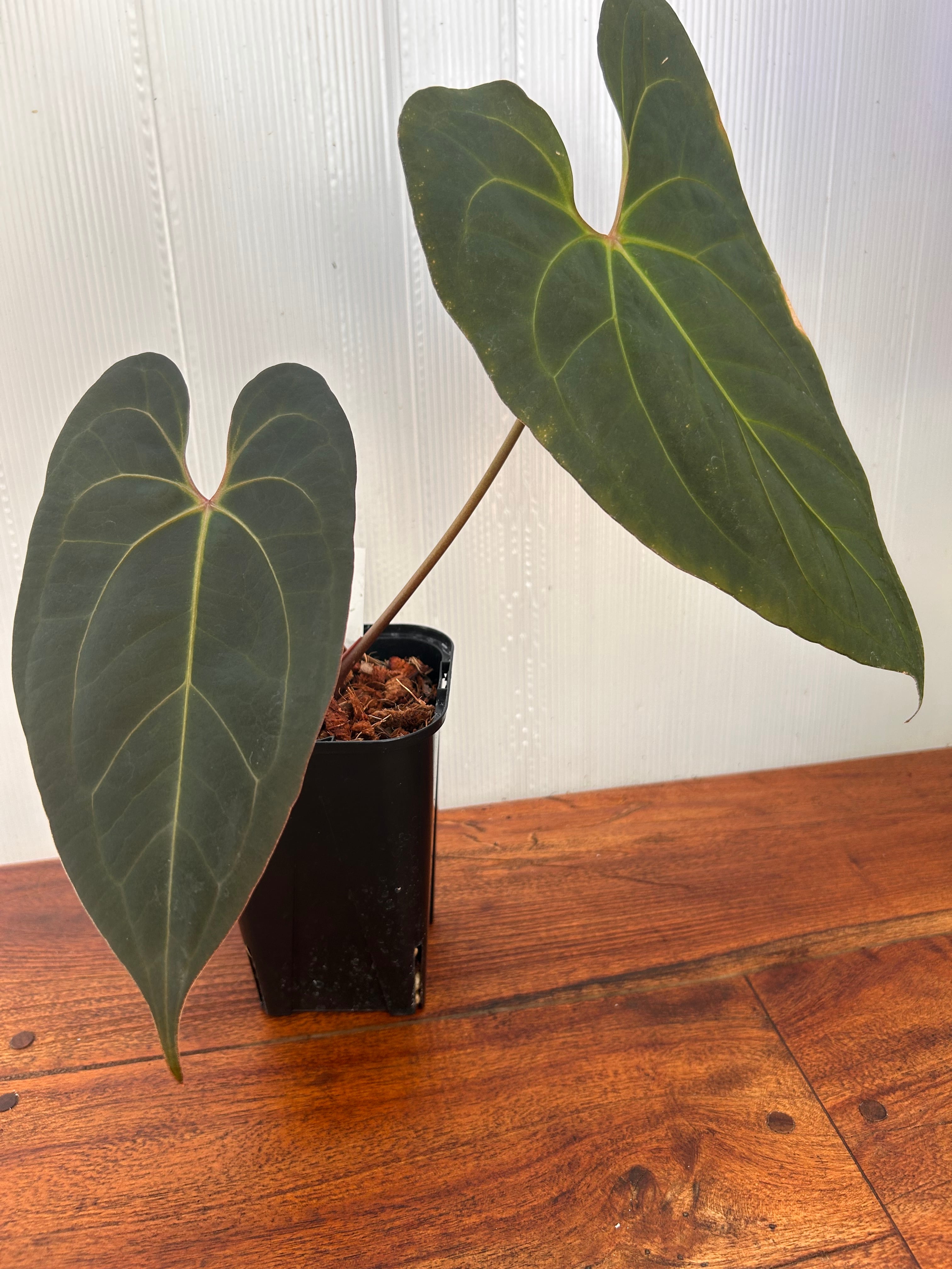 Anthurium | BALI-AN 園芸