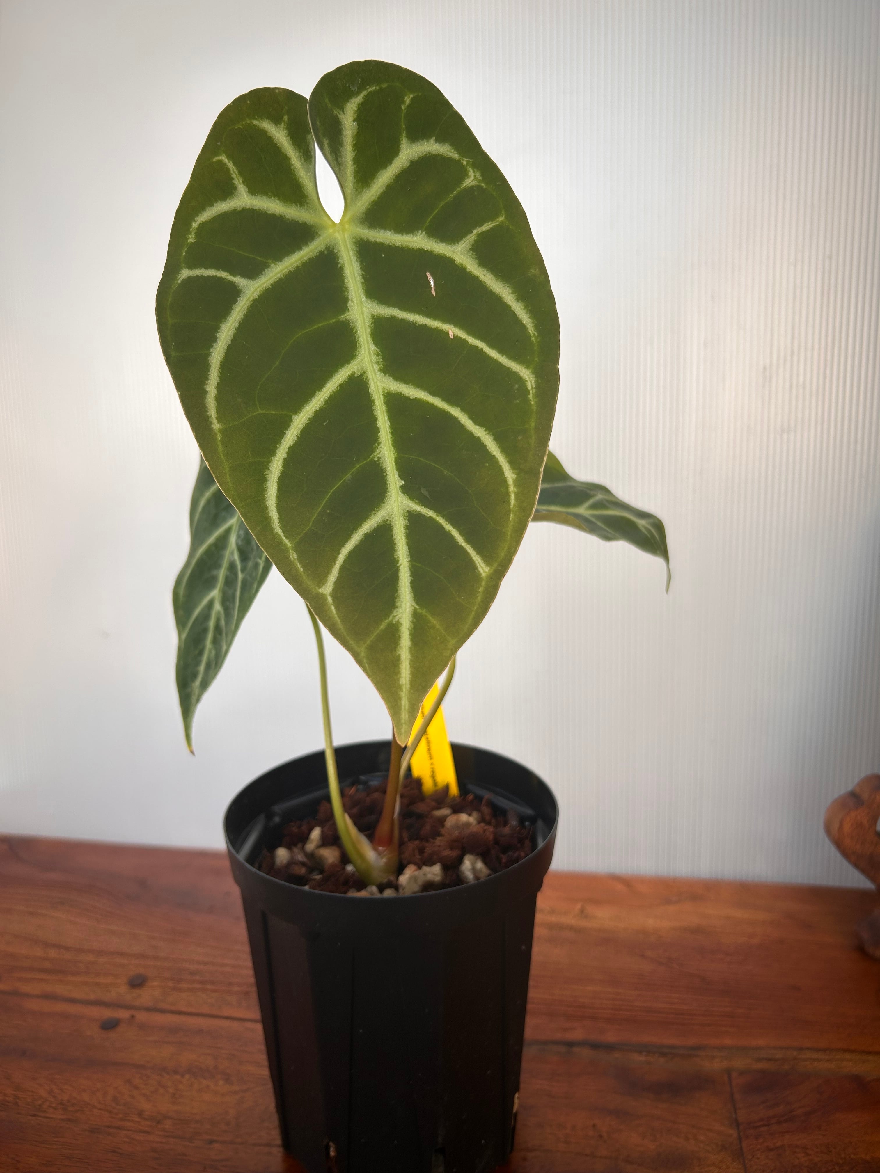 Anthurium | BA PLants