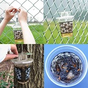 SHIMADA 業務用スズメバチ捕獲器 2個入