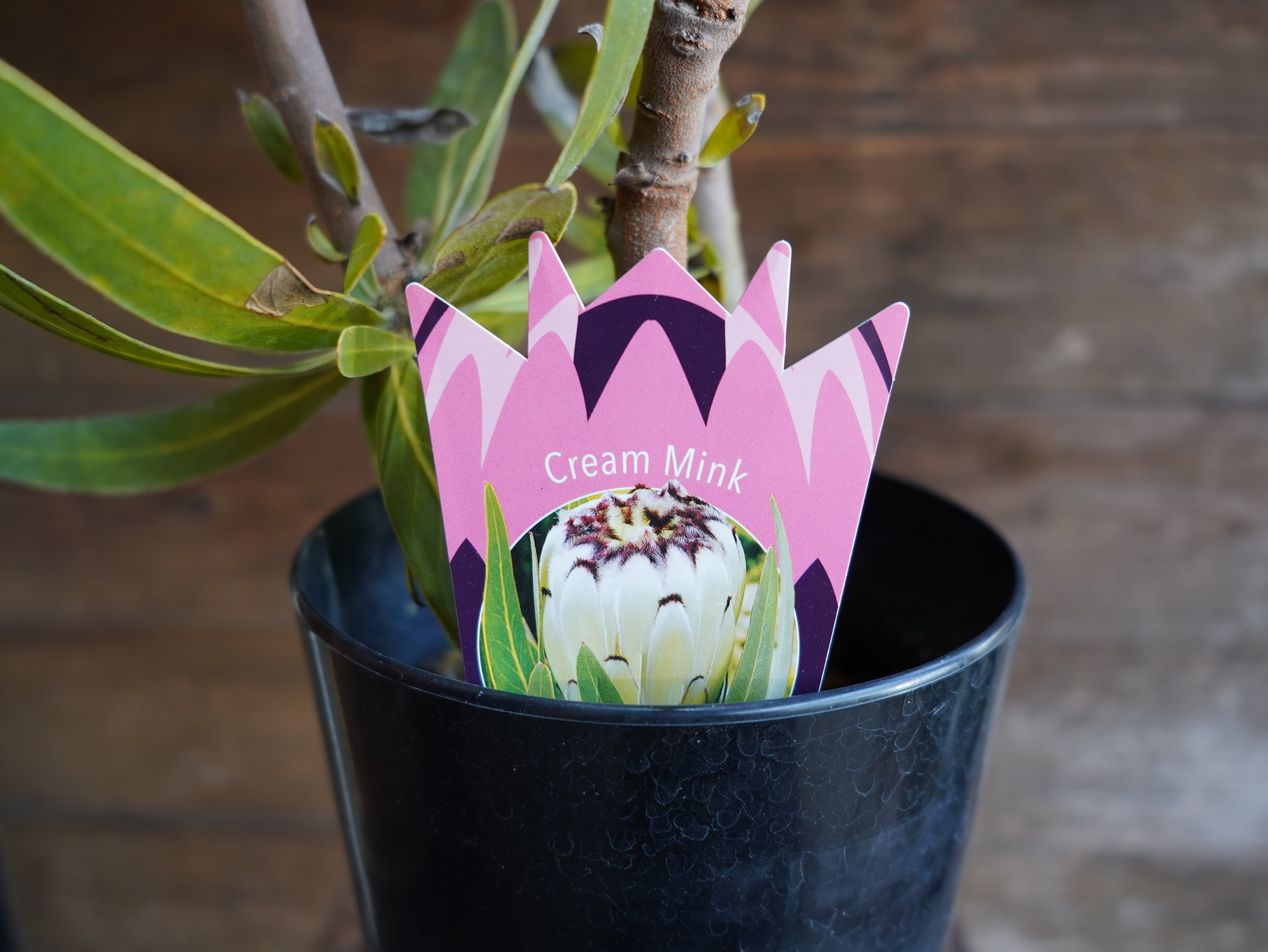 【現物】プロテア  "クリームミンク"