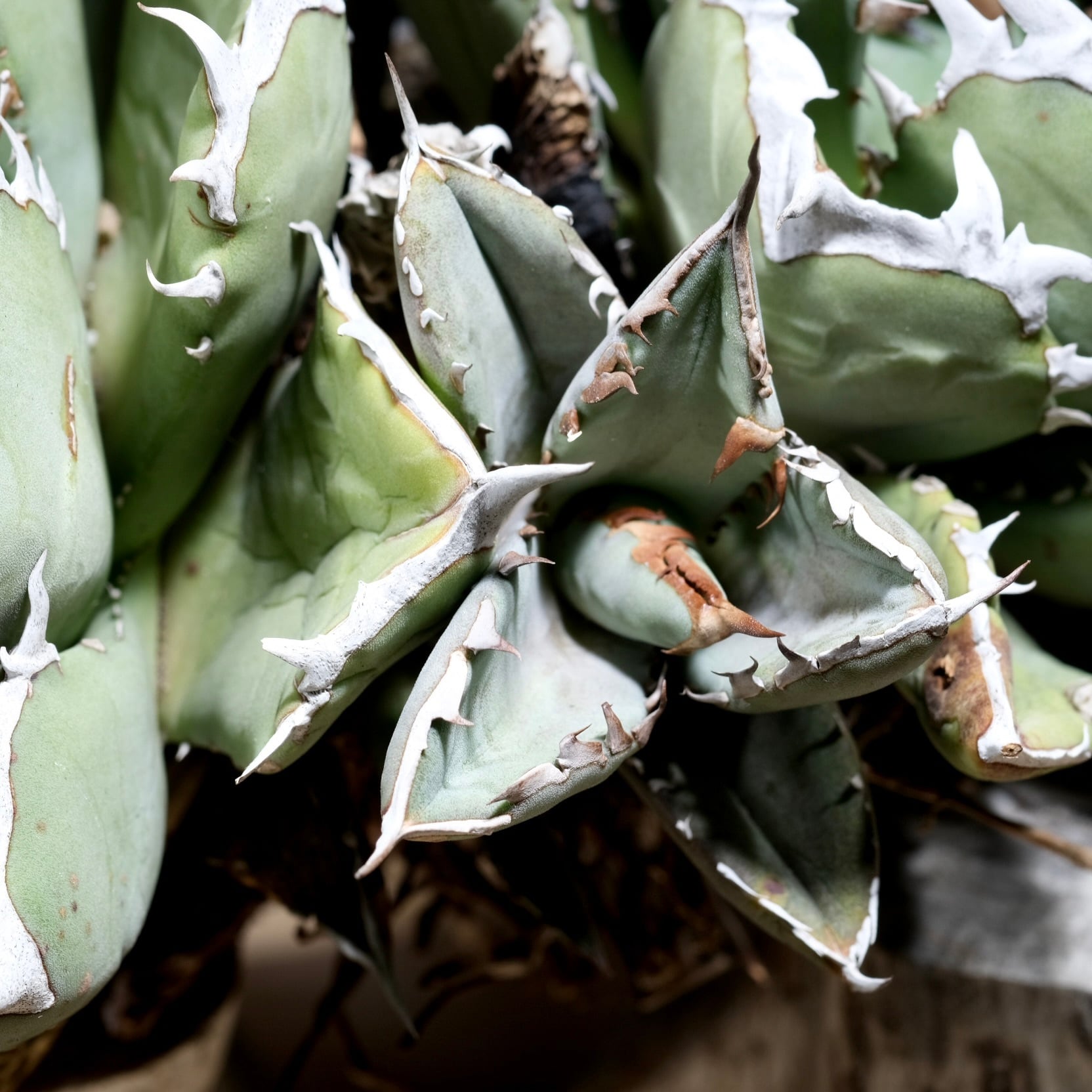Agave titanota Wabi 阿修羅 双頭 21cm （子株付） | wabi