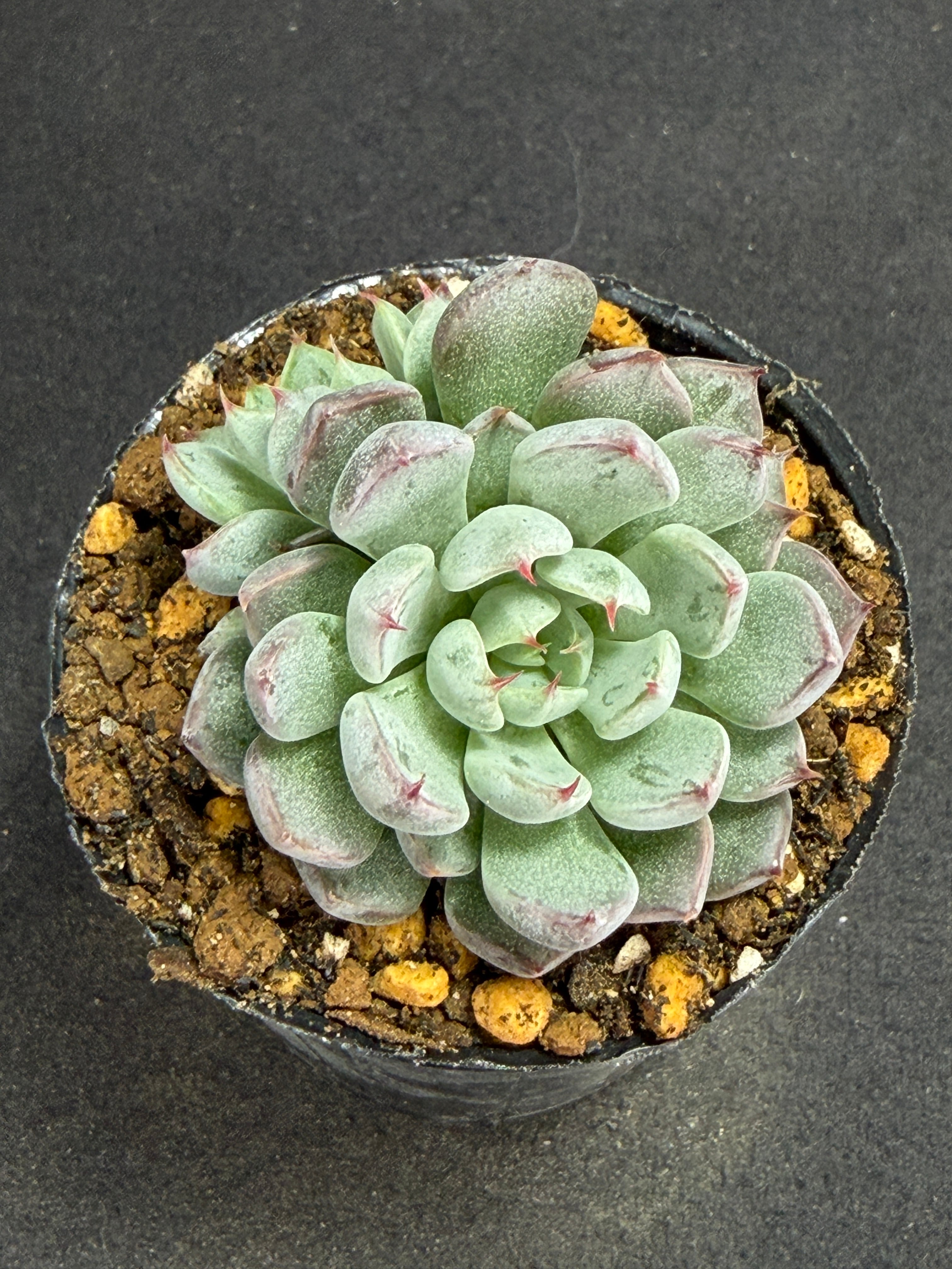 大特価✨厳選苗✨✨札付き❤️多肉アン✨ 多肉アン