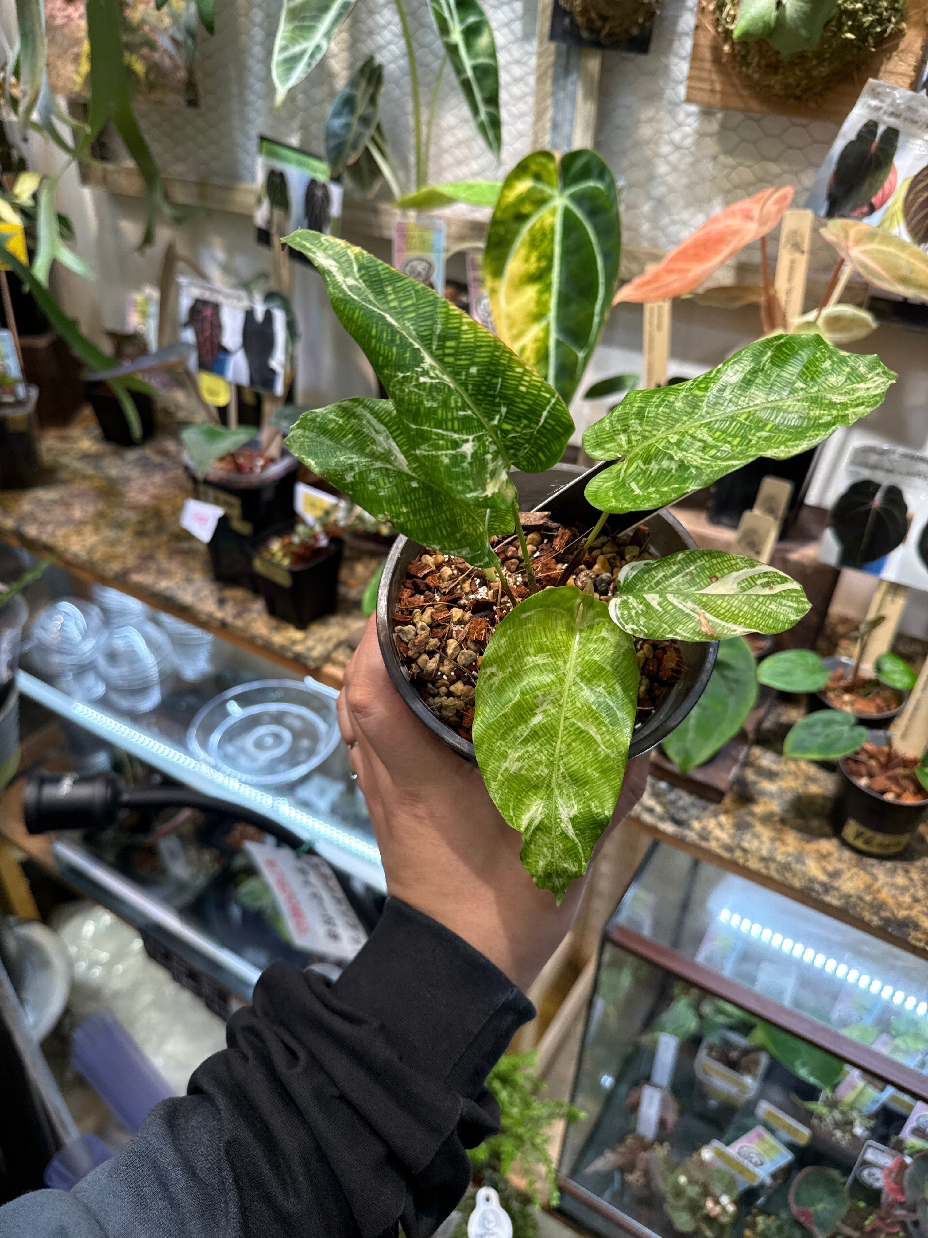 カラテア ヴィーチアナ | Gardenえん 【観葉熱帯植物】
