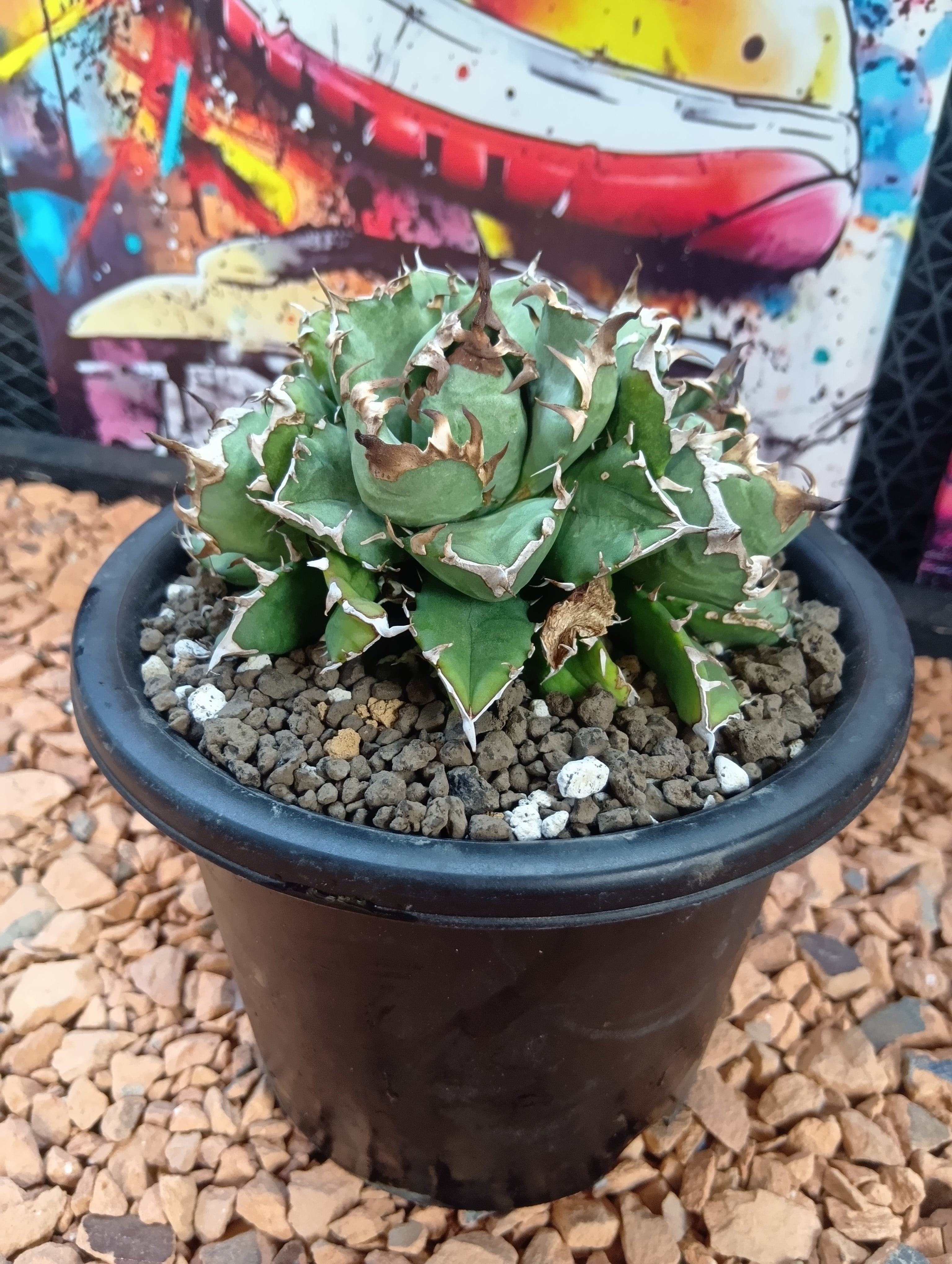 パキポディウム デンシフローラム 現地球 | Buenaplant