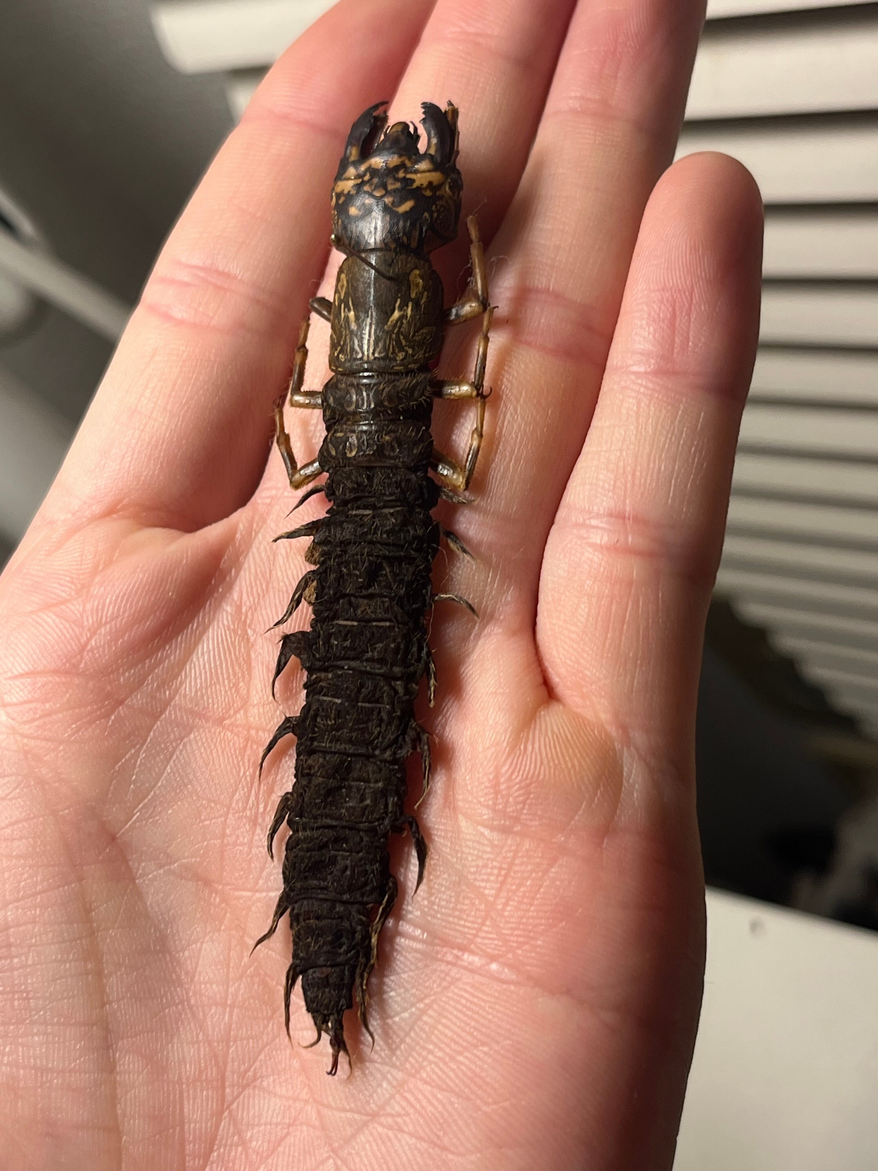 幼虫】オオキバヘビトンボ ウスバカゲロウ蜻蛉トンボオオアゴ