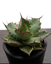 抜き苗 アガベ 阿修羅 Agave titanota 'Ashura'
