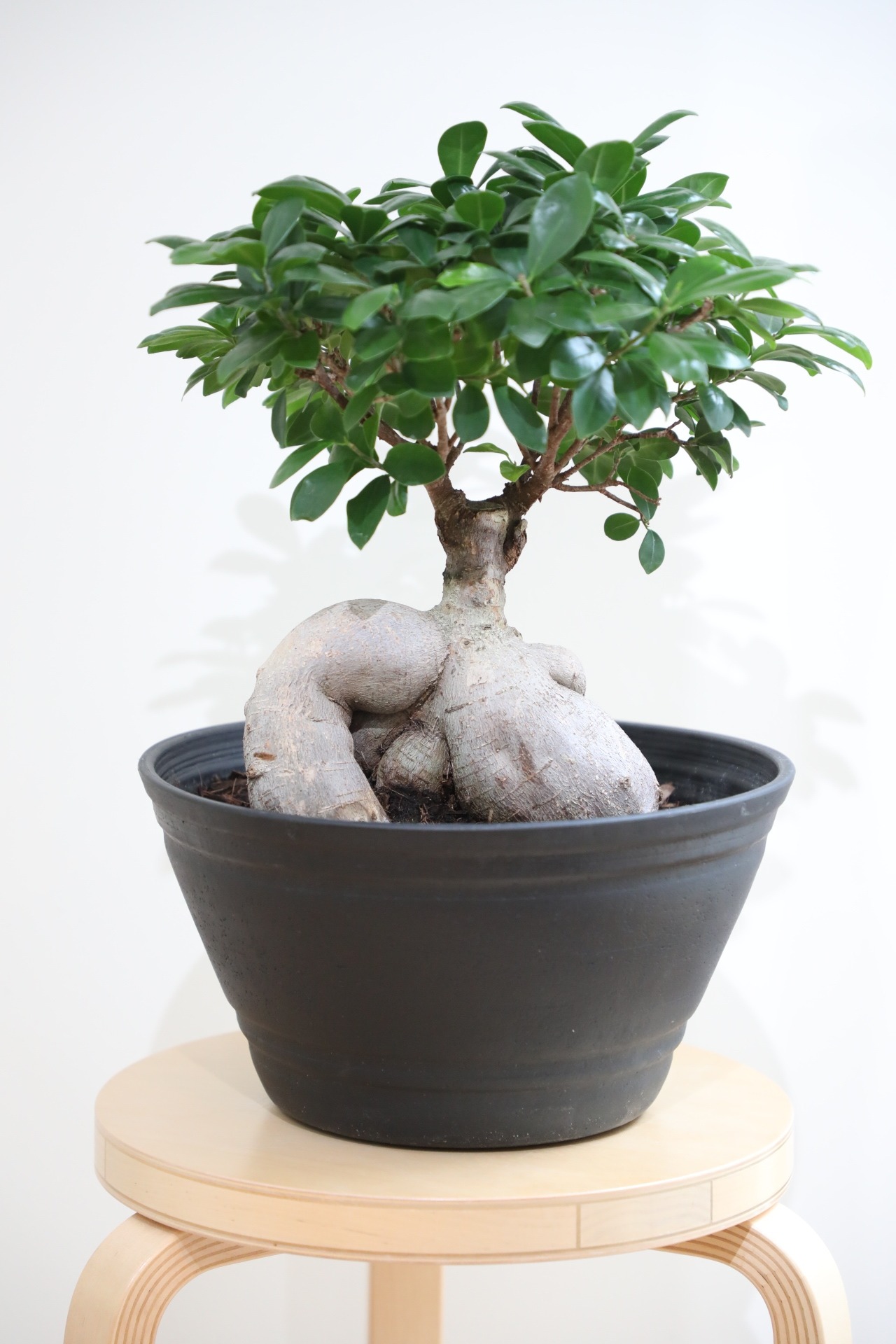 【L】ガジュマル/Ficus microcarpa