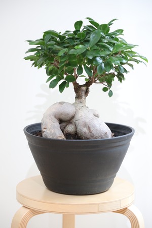 【L】ガジュマル/Ficus microcarpa