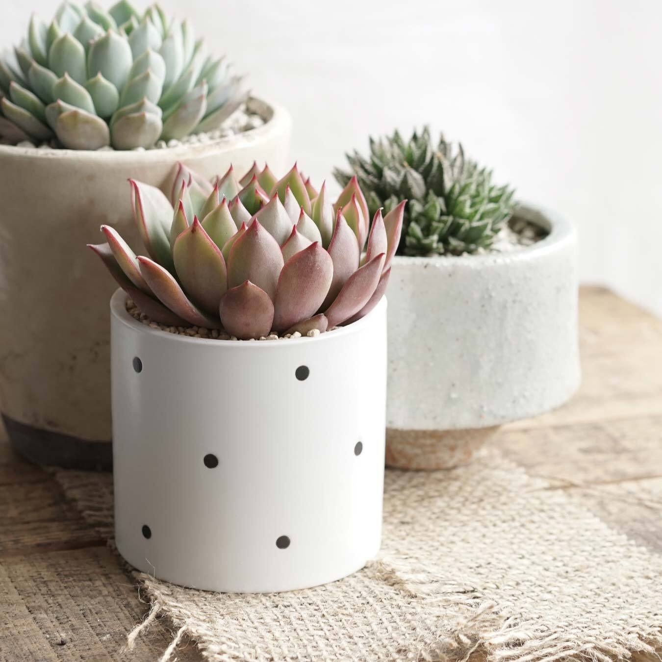 磁器植木鉢 MINI POP シリンダー  白ツヤドット