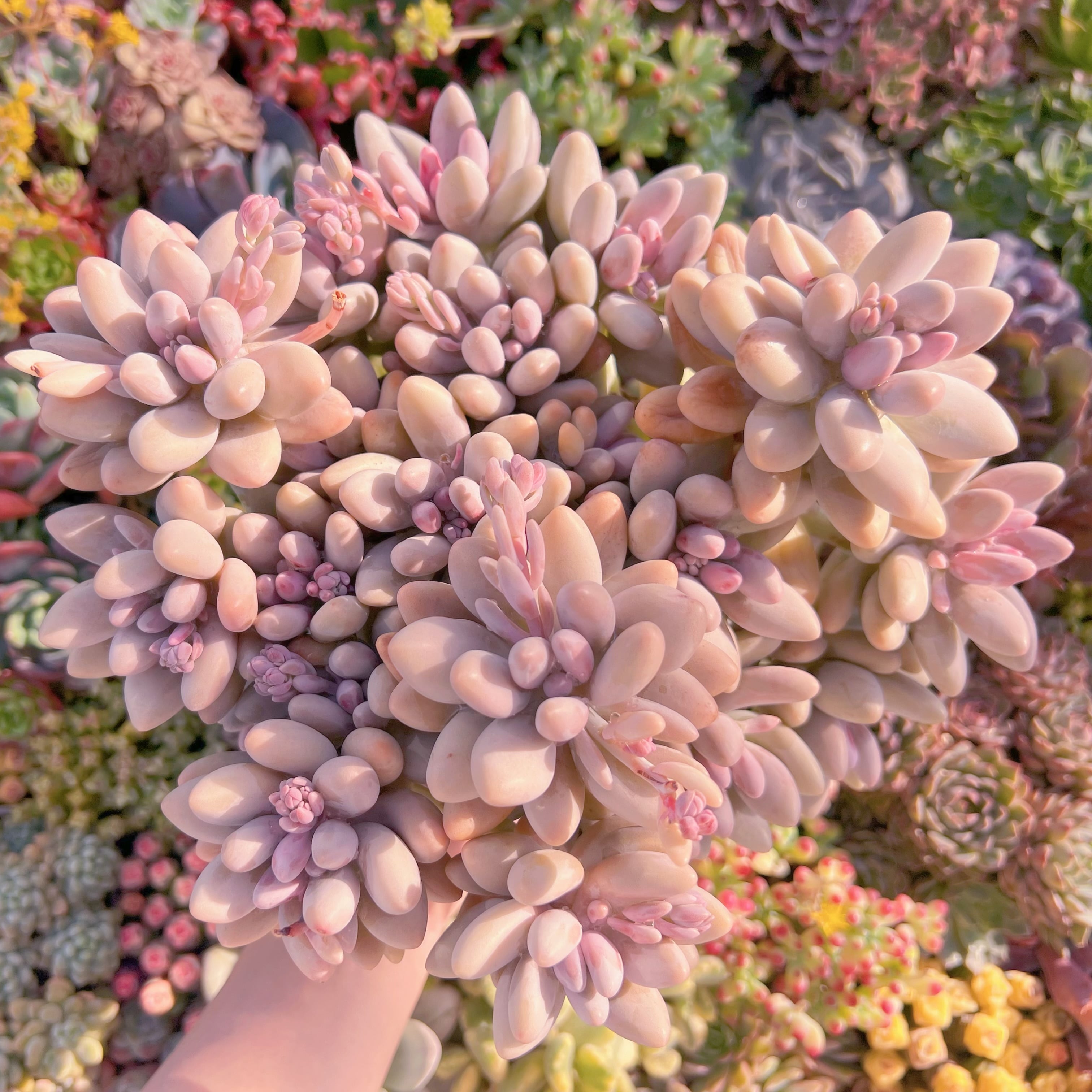 現品　薄桜玉#293　特大群生　新入荷　るる農園