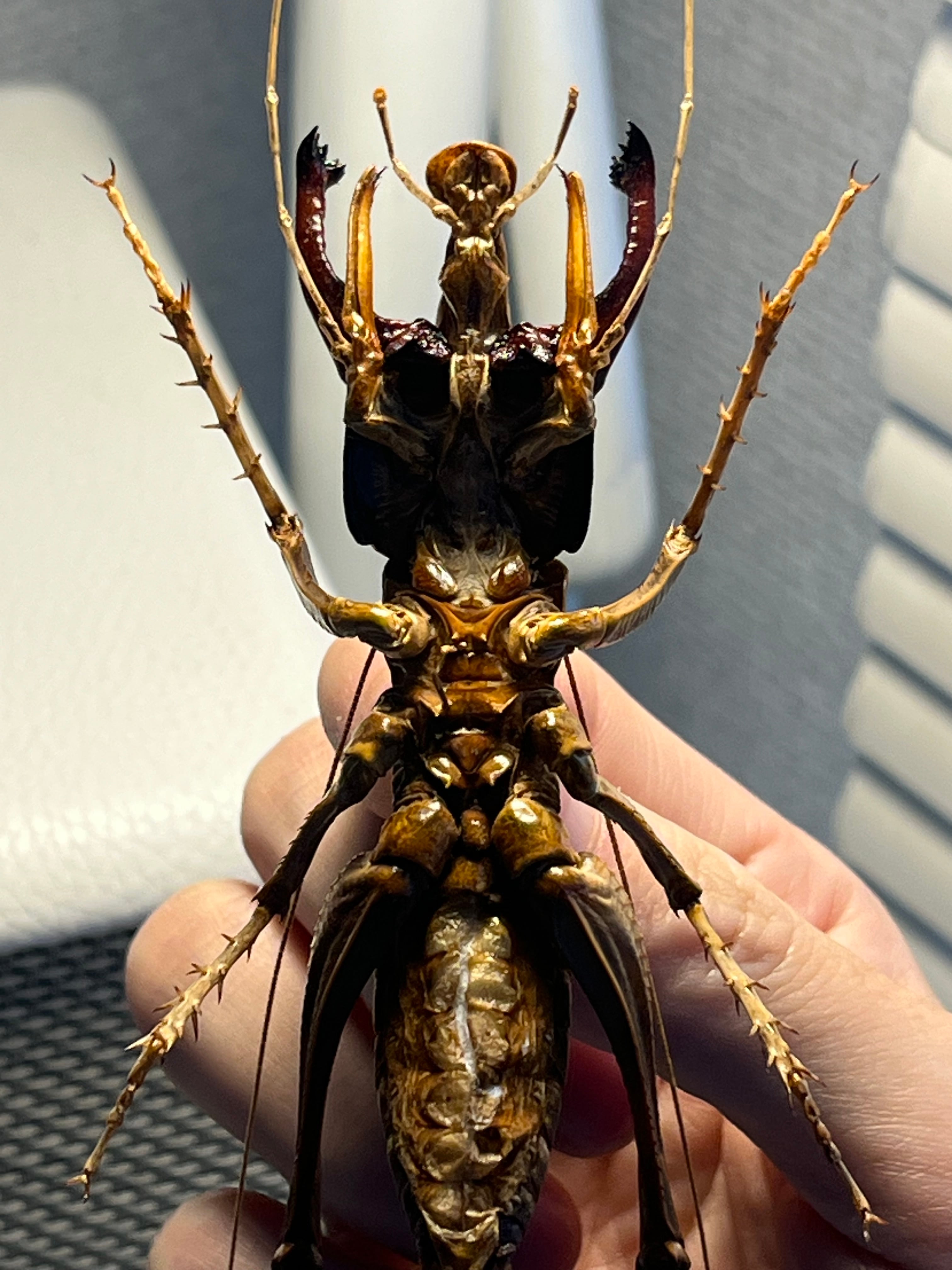 極美展足】アゴコロギス ダイオウクロギリス オーストラリア 直翅類