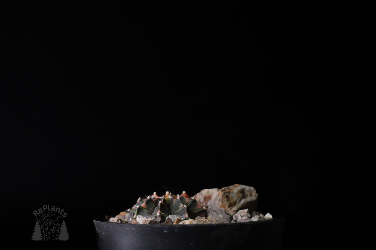 Gymnocalycium mihanovichii 'Hibotan Nishiki' |緋牡丹錦