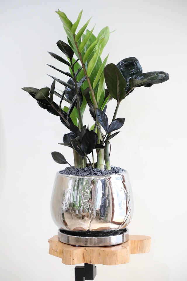 【M】ザミオクルカス レイヴン/Zamioculcas zamifolia Raven ※陶器鉢付き