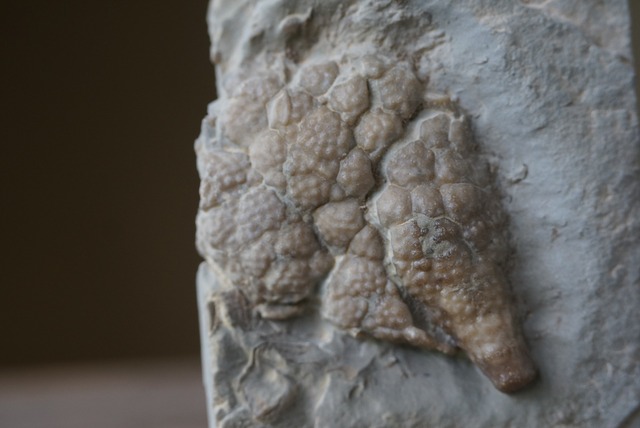 ウミリンゴ化石　Cystoids Fossil　 Holocystites Scutellatus