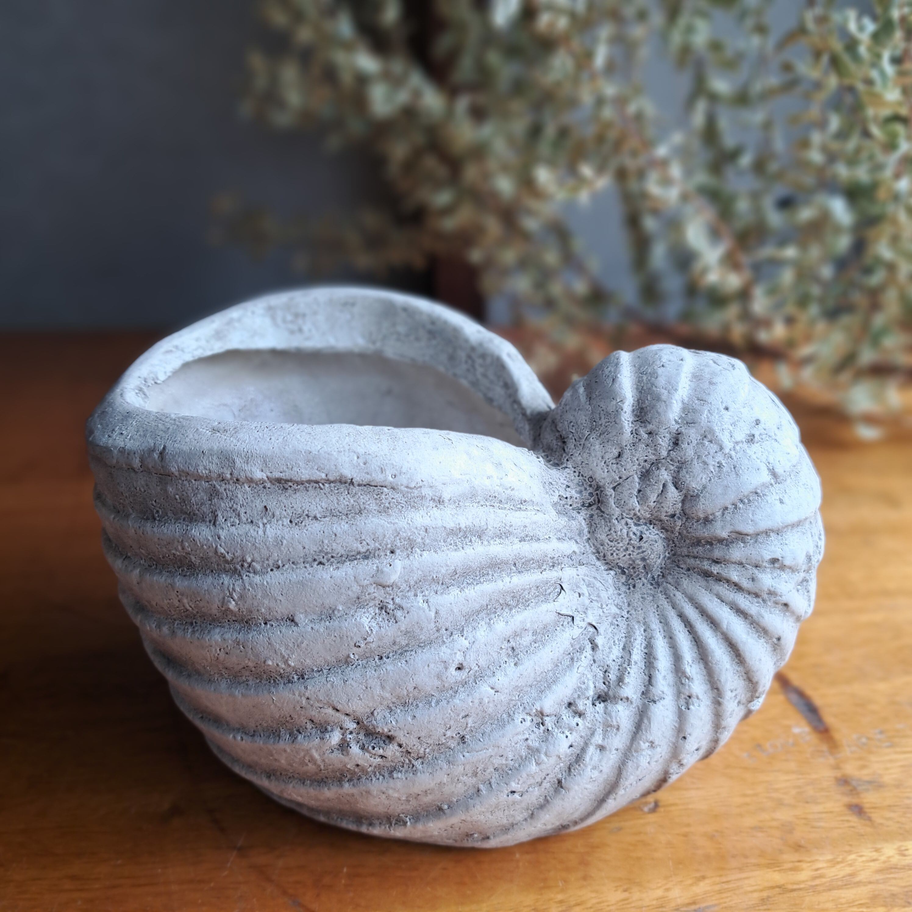 アンモナイト置物6 化石 アンモナイト 羽幌産 台付き [加藤樹石苑 北海道 歌志内市