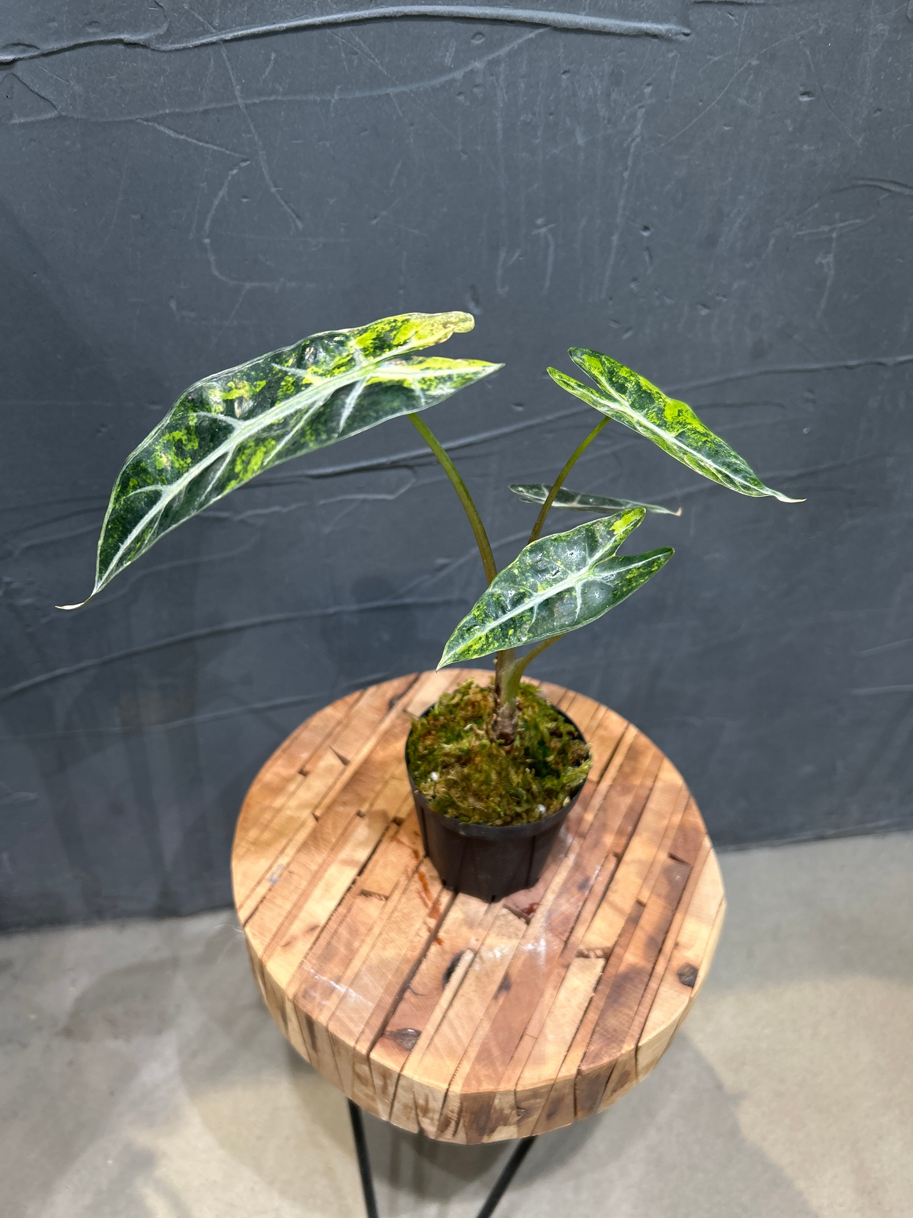 観葉植物 | MIDORIYA 観葉植物専門店